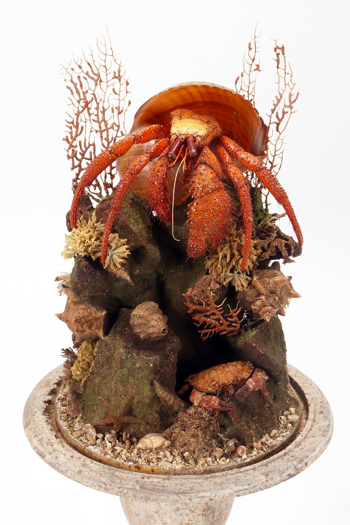 Coral A pair of diorama with hermit crabs, Italy 1870.  For Sale