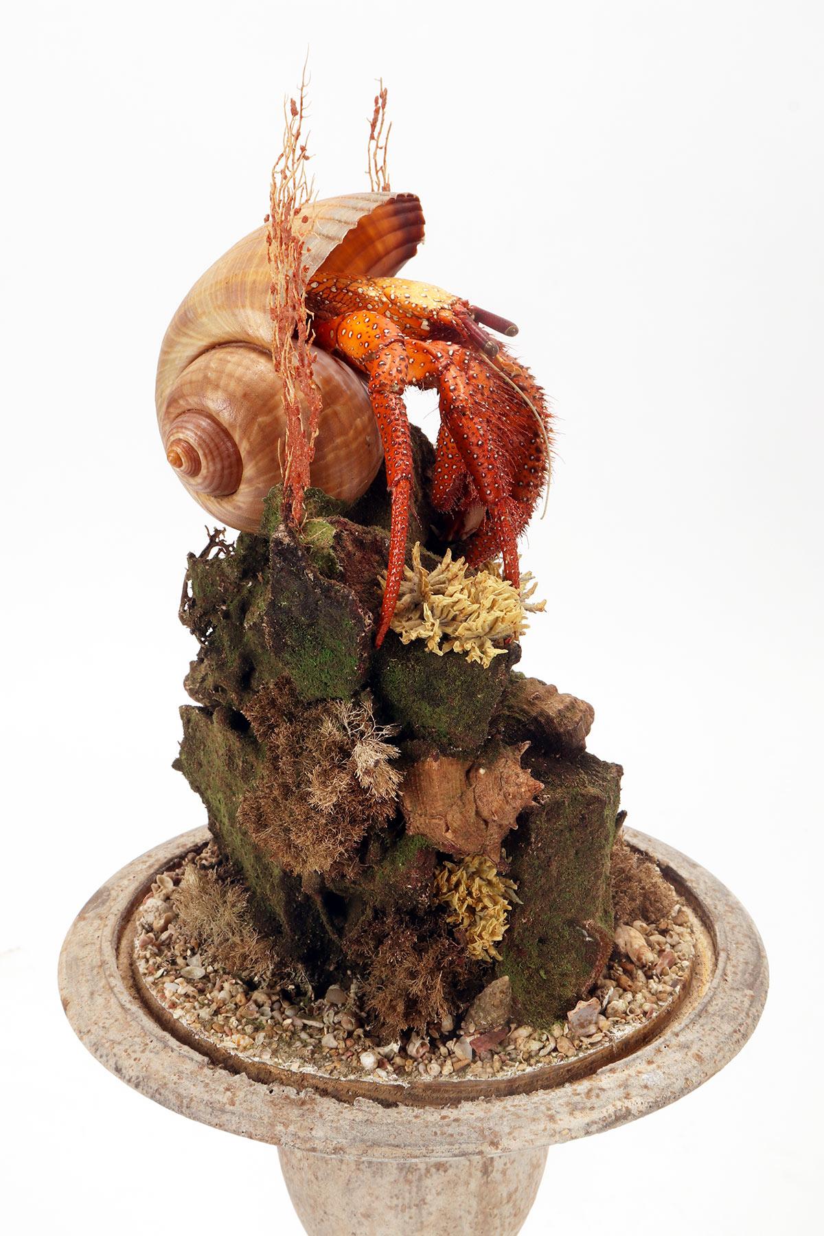 A pair of diorama with hermit crabs, Italy 1870.  For Sale 1
