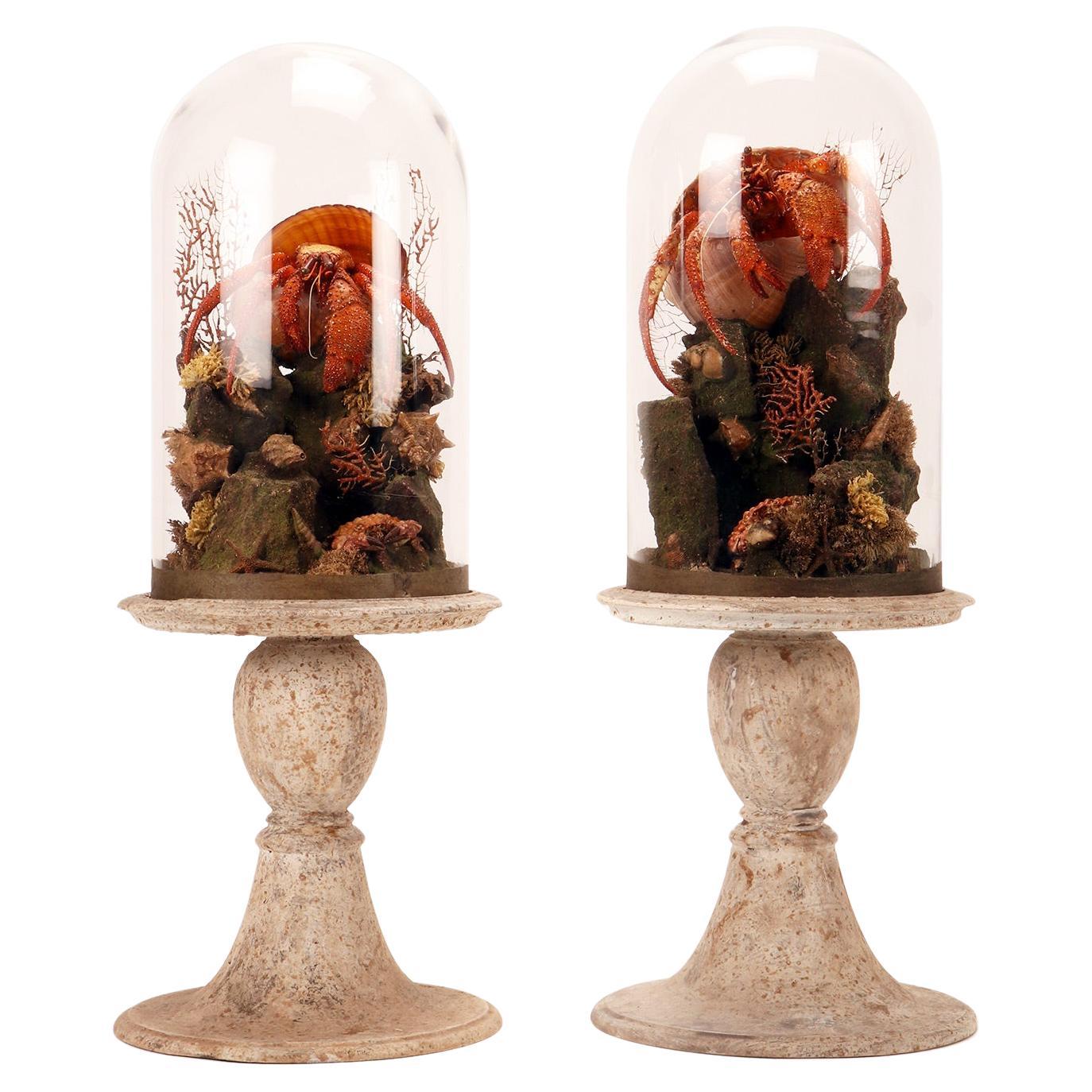 A pair of diorama with hermit crabs, Italy 1870.  For Sale