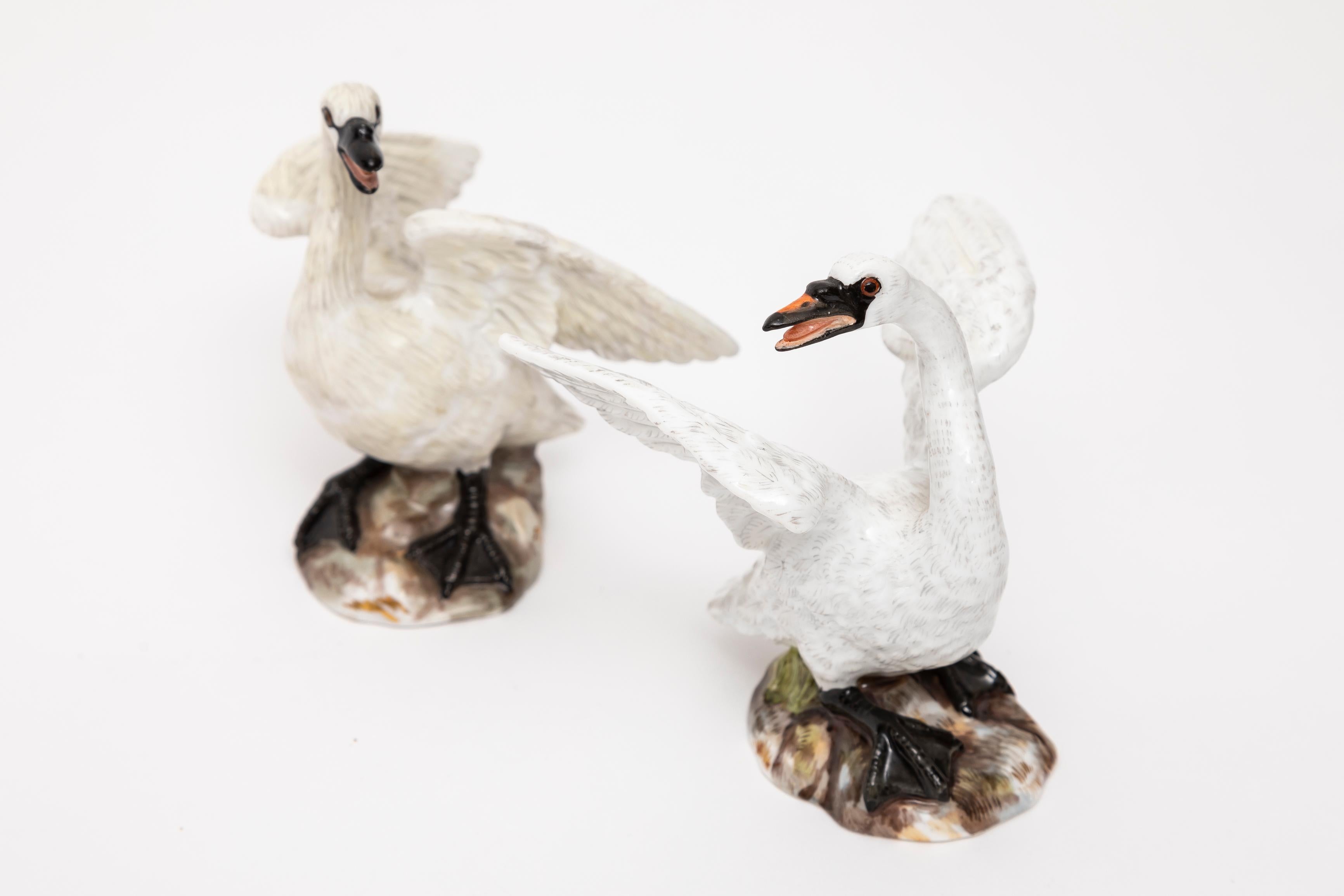 Ein Paar Meissener Porzellanfiguren des frühen 19. Jahrhunderts mit Schwänen.  Dieses Schwanenpaar stellt die anmutige Form dieser Vögel mit einer Kunstfertigkeit dar, die wirklich außergewöhnlich ist. Das zarte Porzellan fängt die Schönheit der