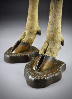 Pair of Edwardian Taxidermy Candlesticks