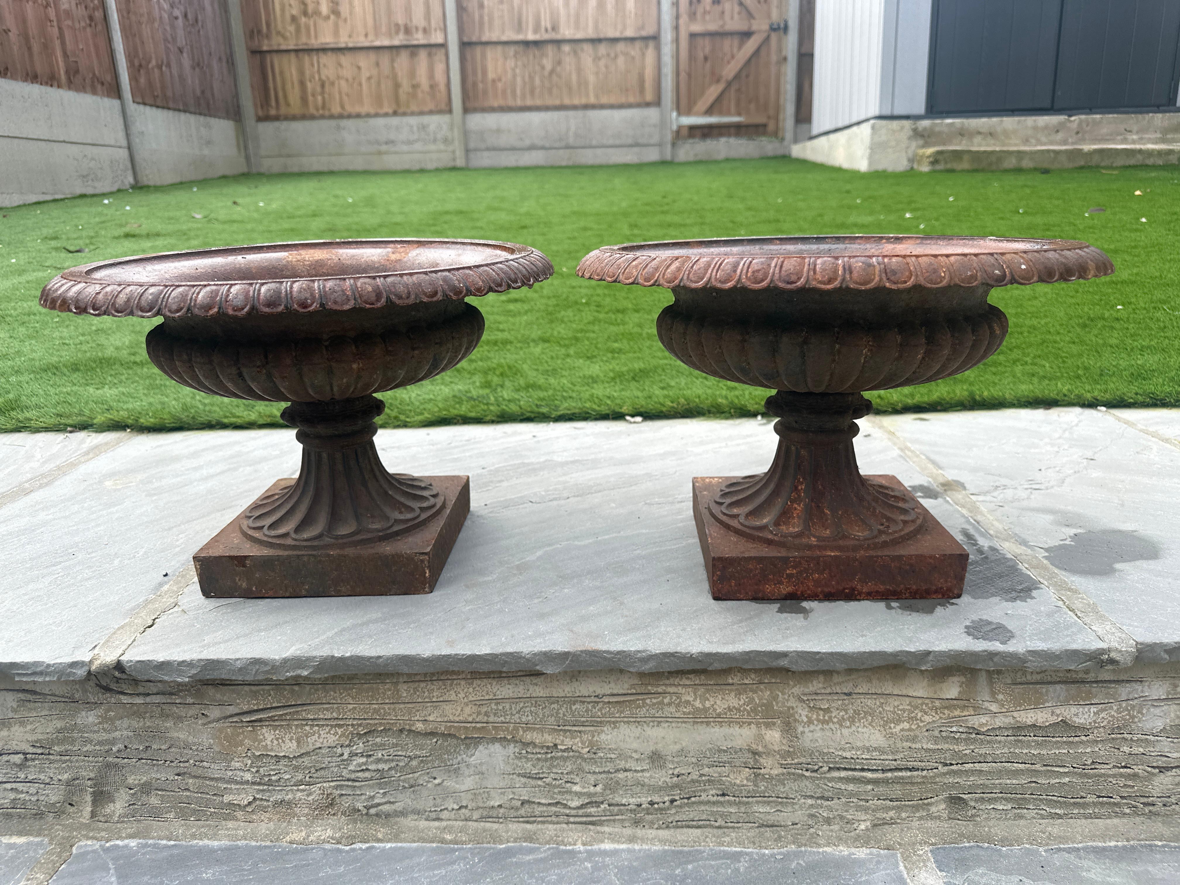 A pair of French 19th century campaign urns , with fluted base and egg and dart to the rim. A very pretty pair of urns . 