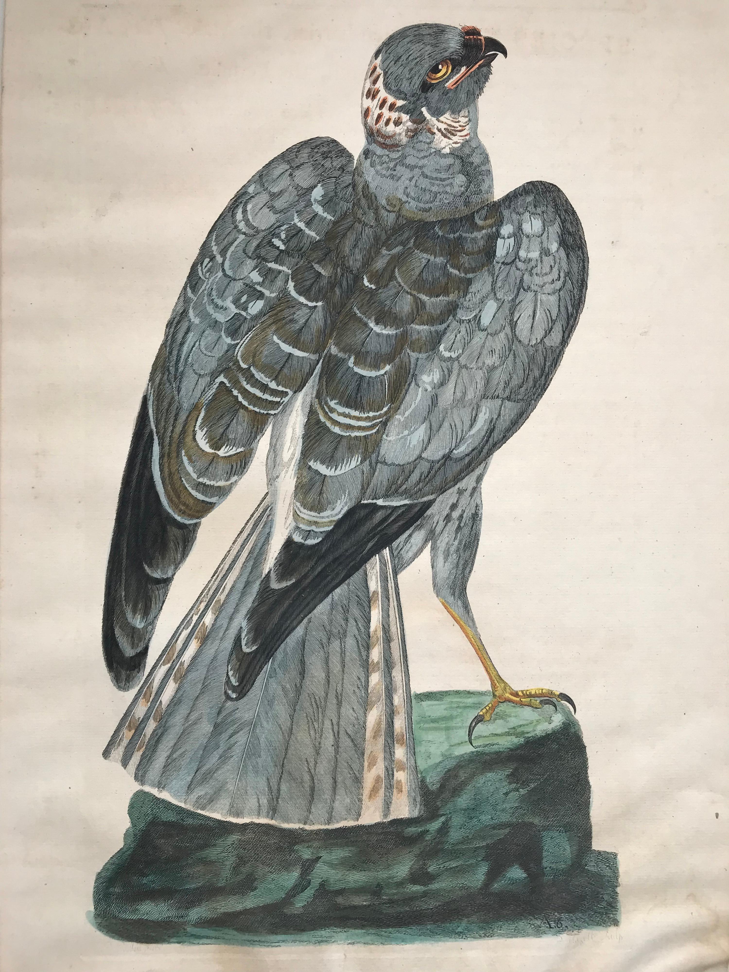 This pair of Peter Maxwell active circa 1761-1797 Illustrations are hand-colored etchings after Peter Paillou and Charles Collins of Birds of Pray,
circa 1775.