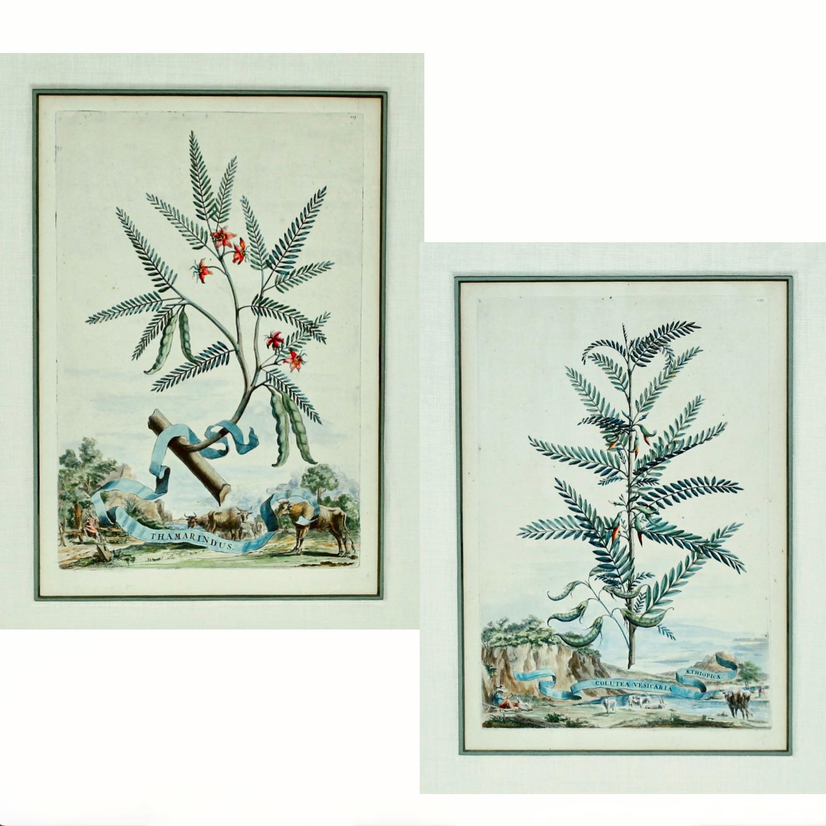 A fine pair of 17th century botanical engravings of blooming trees, Plates 113 and 175, the Tamarind and the Colutea Vesicaria Senna Tree from 