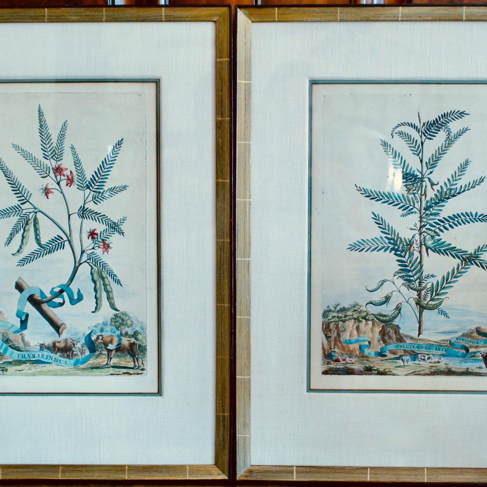 Baroque A Pair Of Hand Colored Original Engravings By Abraham Munting, 17th Century