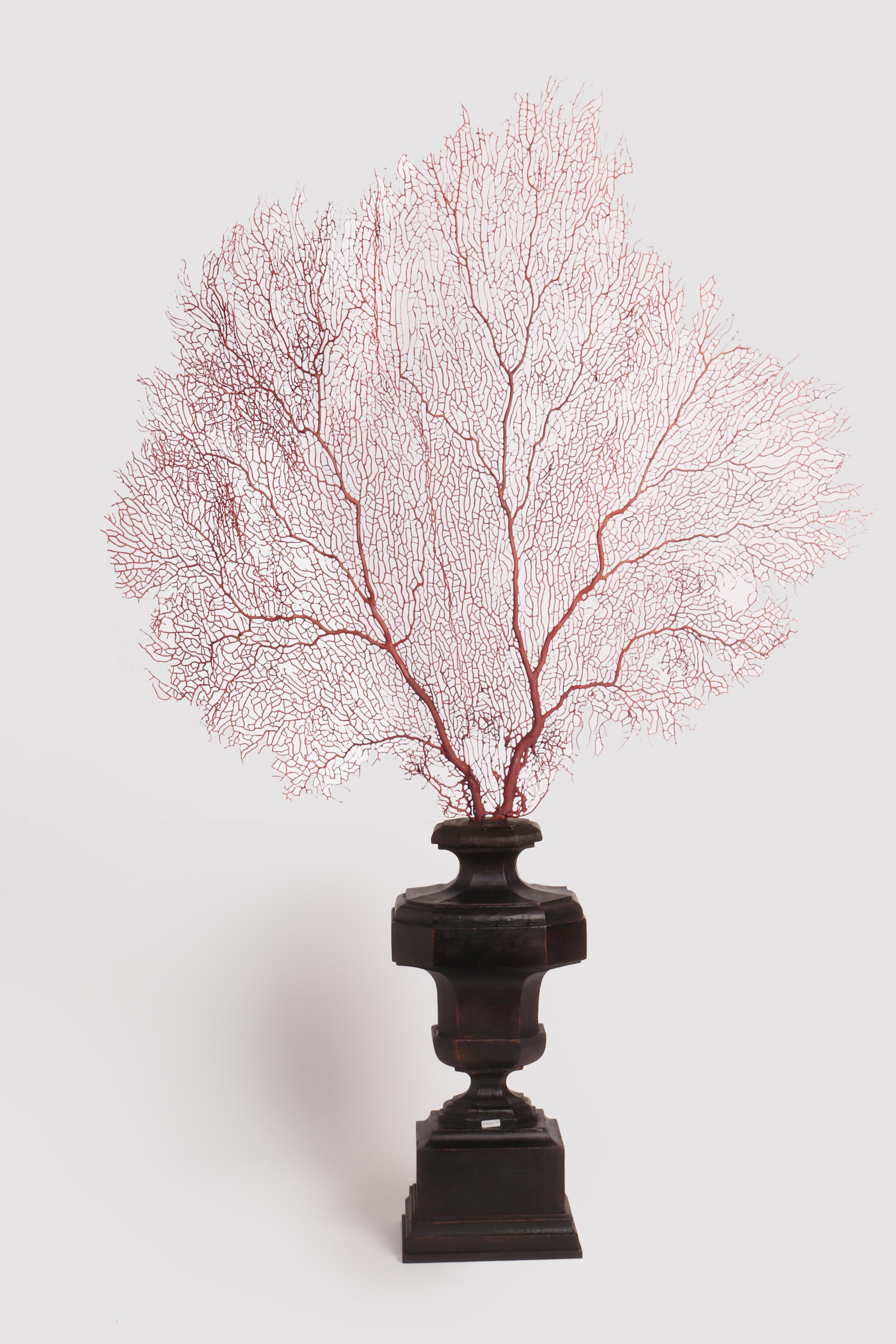 A pair of big branches fan shaped of a red Horny coral from Mediterranean Sea for Wunderkammer. The plinths are made out of carved pine wood and black painted. Italy 1870 ca.