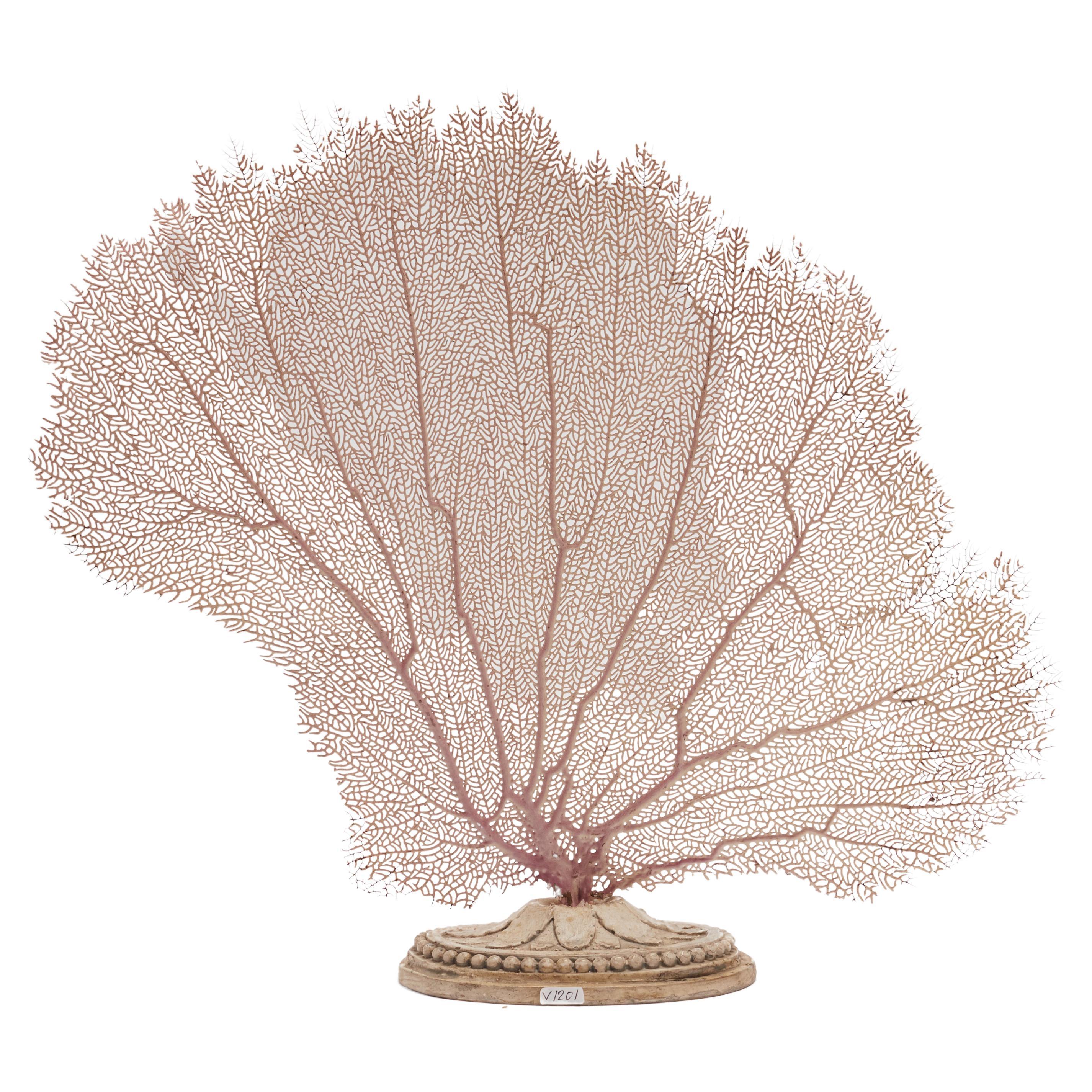Pair of big branches fan shaped of a pink-purple horny coral from Mediterranean Sea for Wunderkammer. The plinths are made out of carved wood and cream painted chalk. Italy circa 1880.