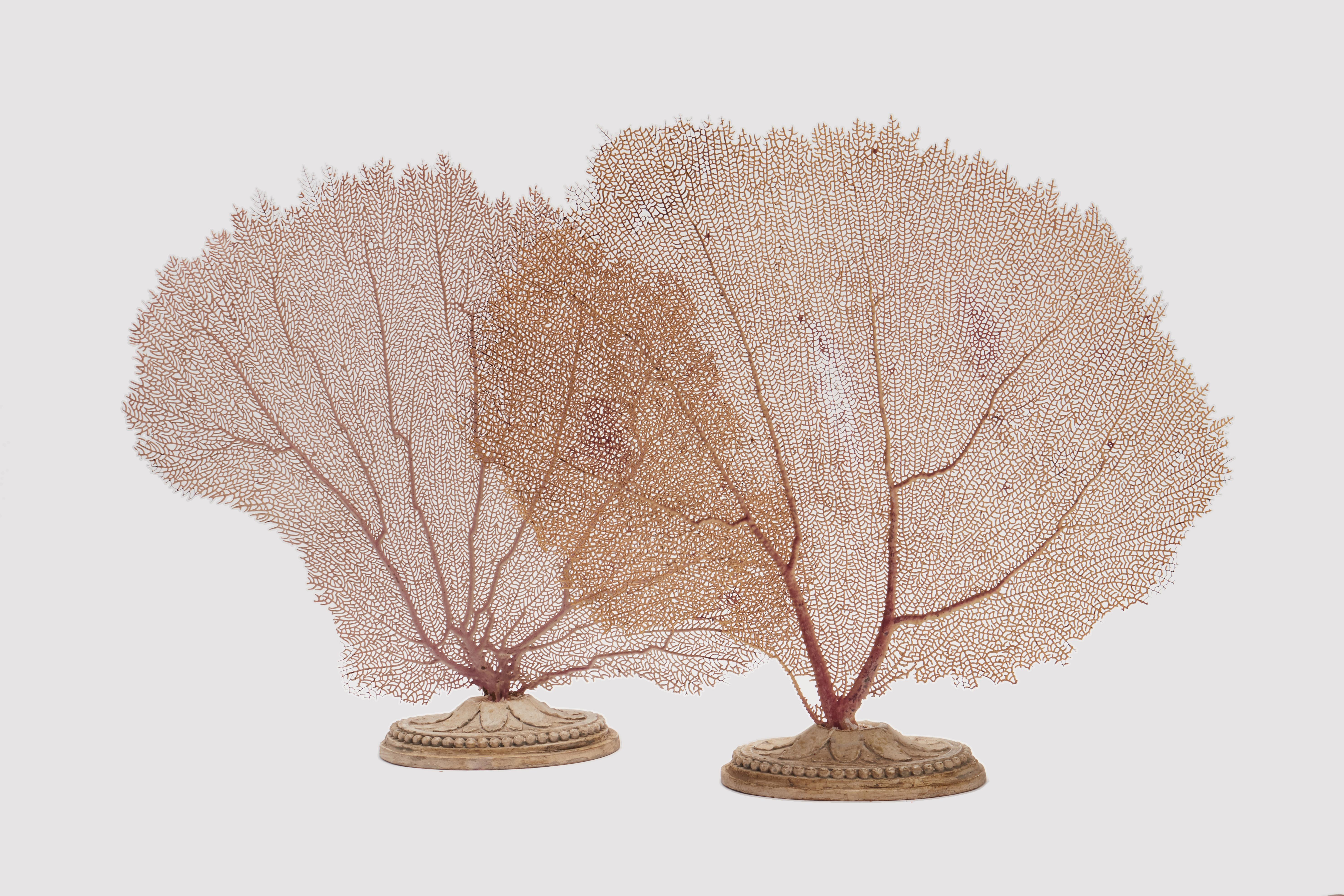 Pair of Horny Coral Branches, Italy, 1880 1