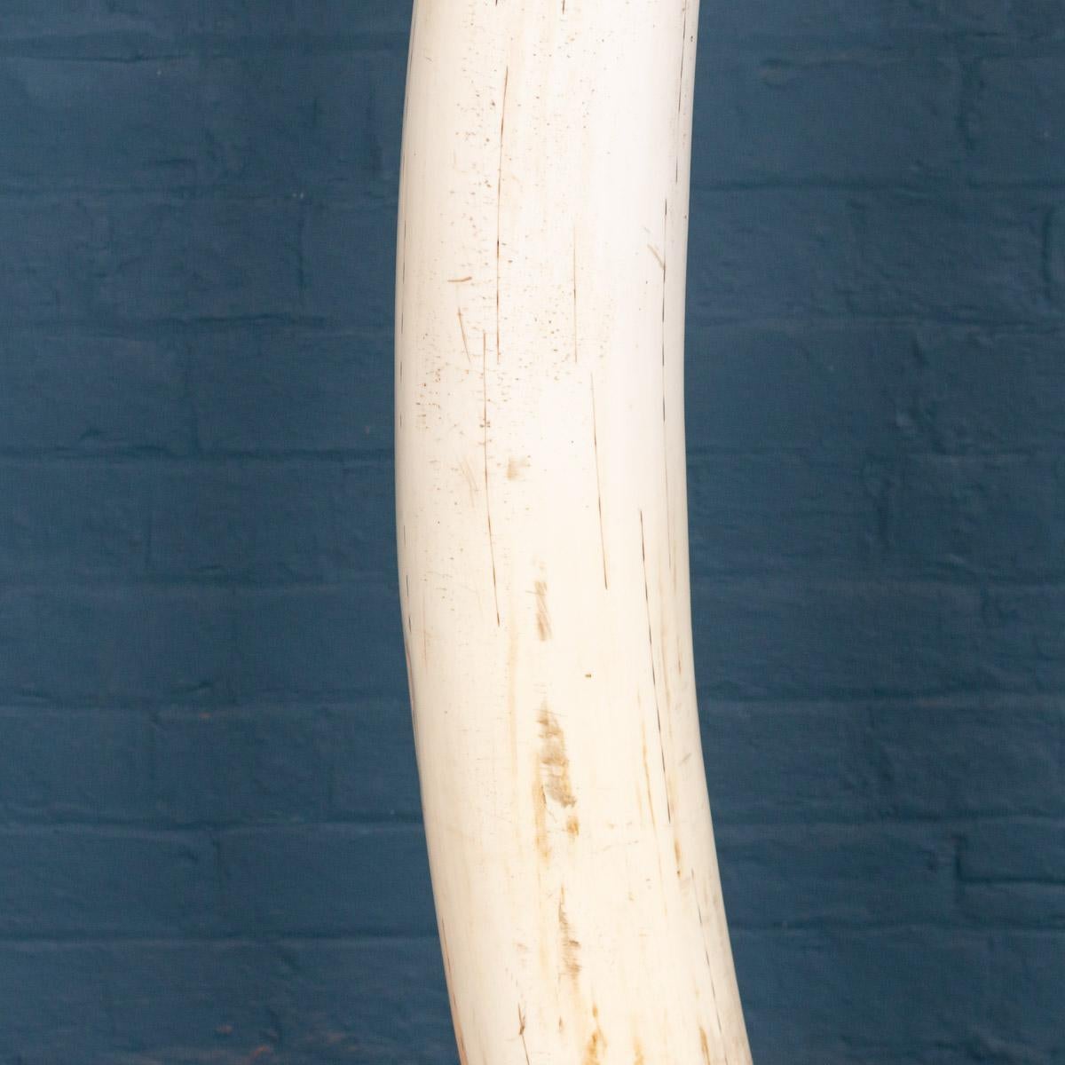 Brass Pair of Incredible Resin Tusks by Maison Jansen, circa 1970