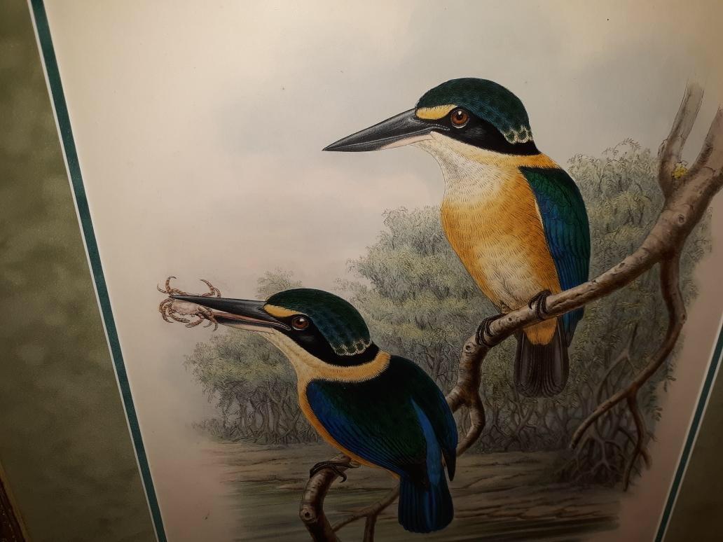 Pair of John Gould Hand Colored Kingfisher Bird Lithographs 4