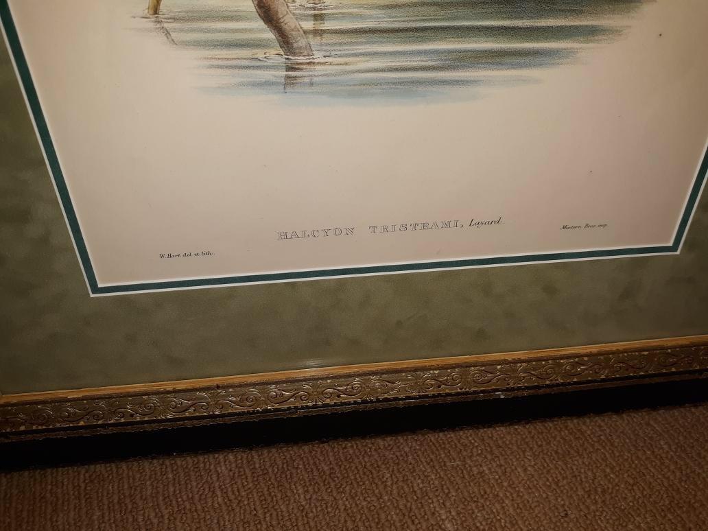 Pair of John Gould Hand Colored Kingfisher Bird Lithographs 5
