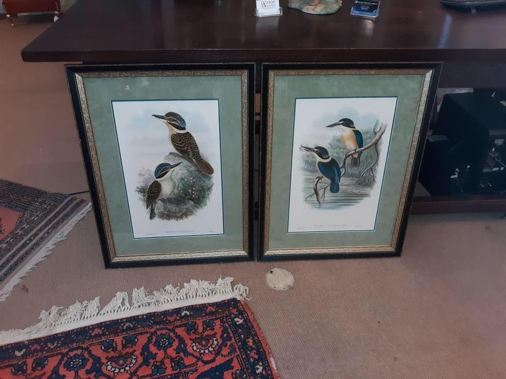 A pair of framed under glass 1840's John Gould hand colored lithographs. The authentic prints have the description folio pages in pockets on the back. The later frames in a black and gold slightly distressed finish 29 high, 22 wide, the sights