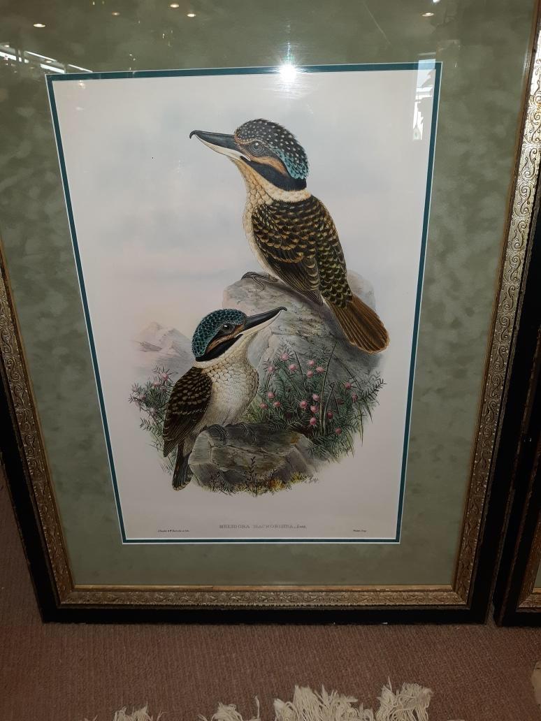 Pair of John Gould Hand Colored Kingfisher Bird Lithographs In Good Condition In Lambertville, NJ