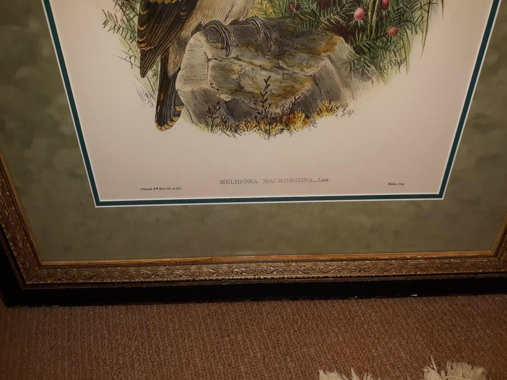 Mid-19th Century Pair of John Gould Hand Colored Kingfisher Bird Lithographs