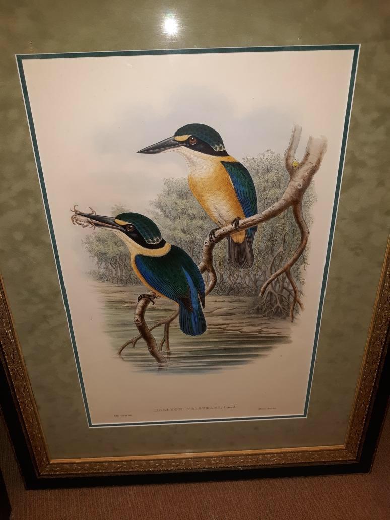 Pair of John Gould Hand Colored Kingfisher Bird Lithographs 2