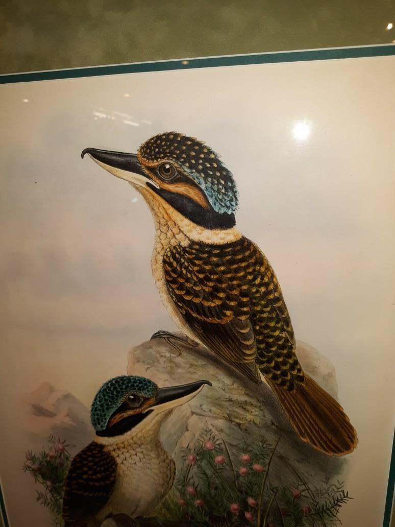 Pair of John Gould Hand Colored Kingfisher Bird Lithographs 3