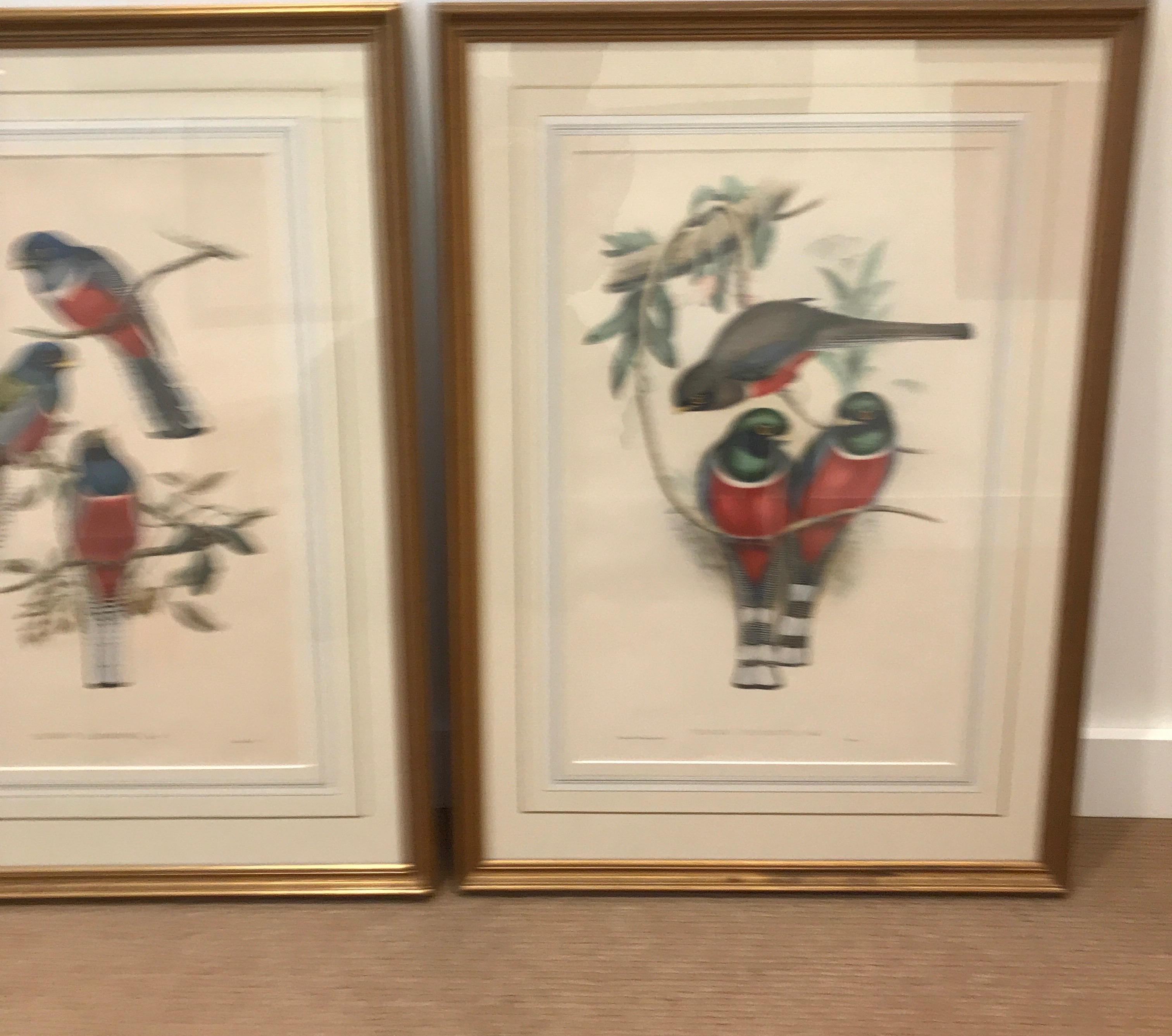 A pair of vibrant hand colored lithographs circa 1860s by J. Gould (British, 1804-1881) and W. Hart. These have not been observed outside of the frames. Fine framing with French matting under glass.
John Gould was an English ornithologist and bird