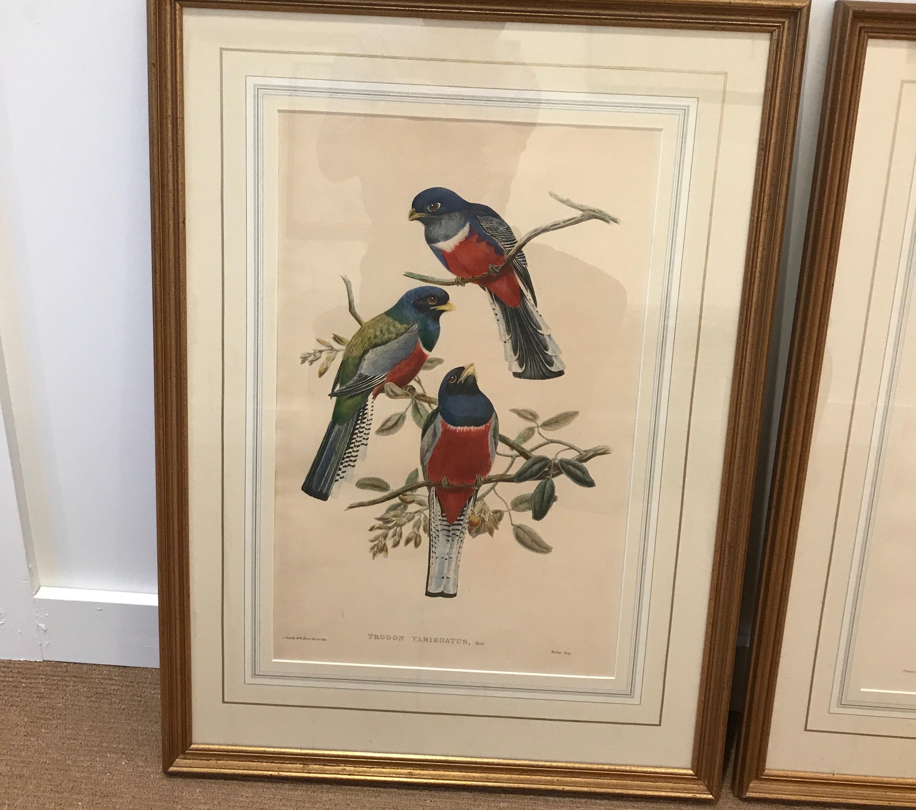 British Pair of Large Antique Hand Colored Lithographs by J. Gould