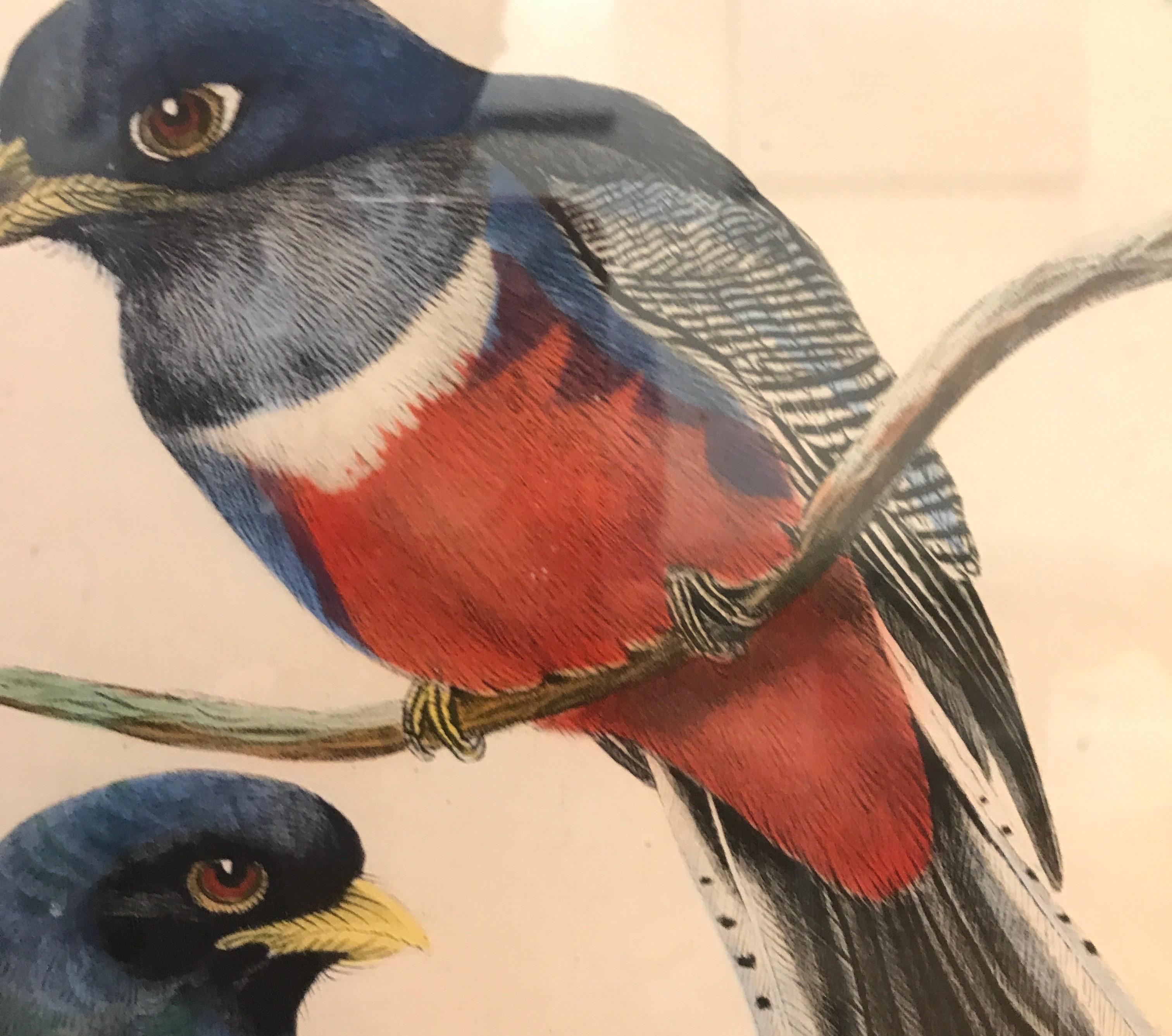 Mid-19th Century Pair of Large Antique Hand Colored Lithographs by J. Gould