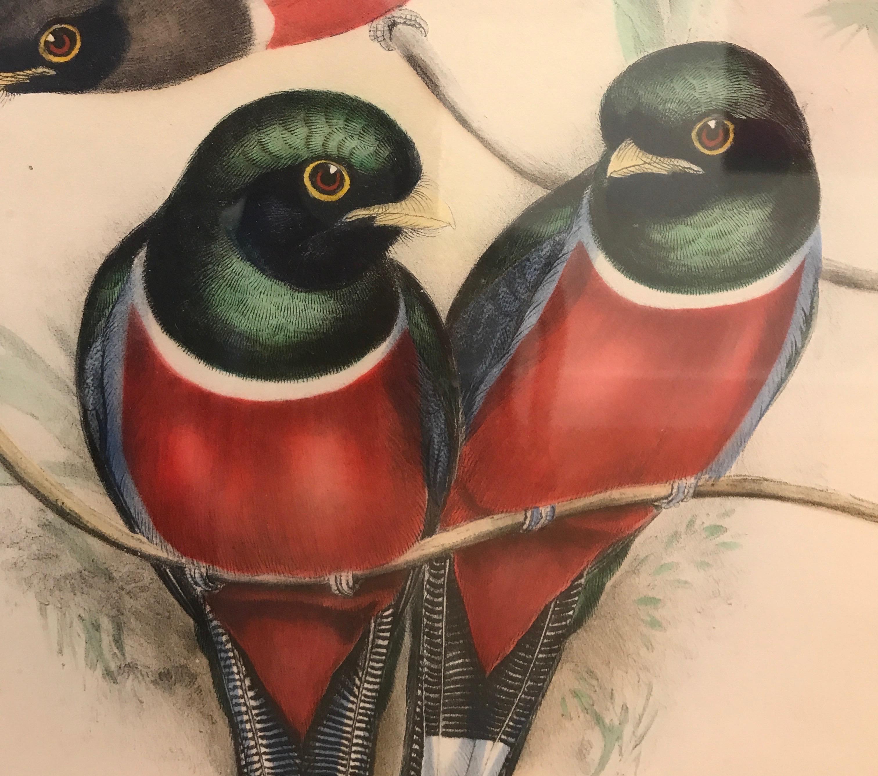 Pair of Large Antique Hand Colored Lithographs by J. Gould 1