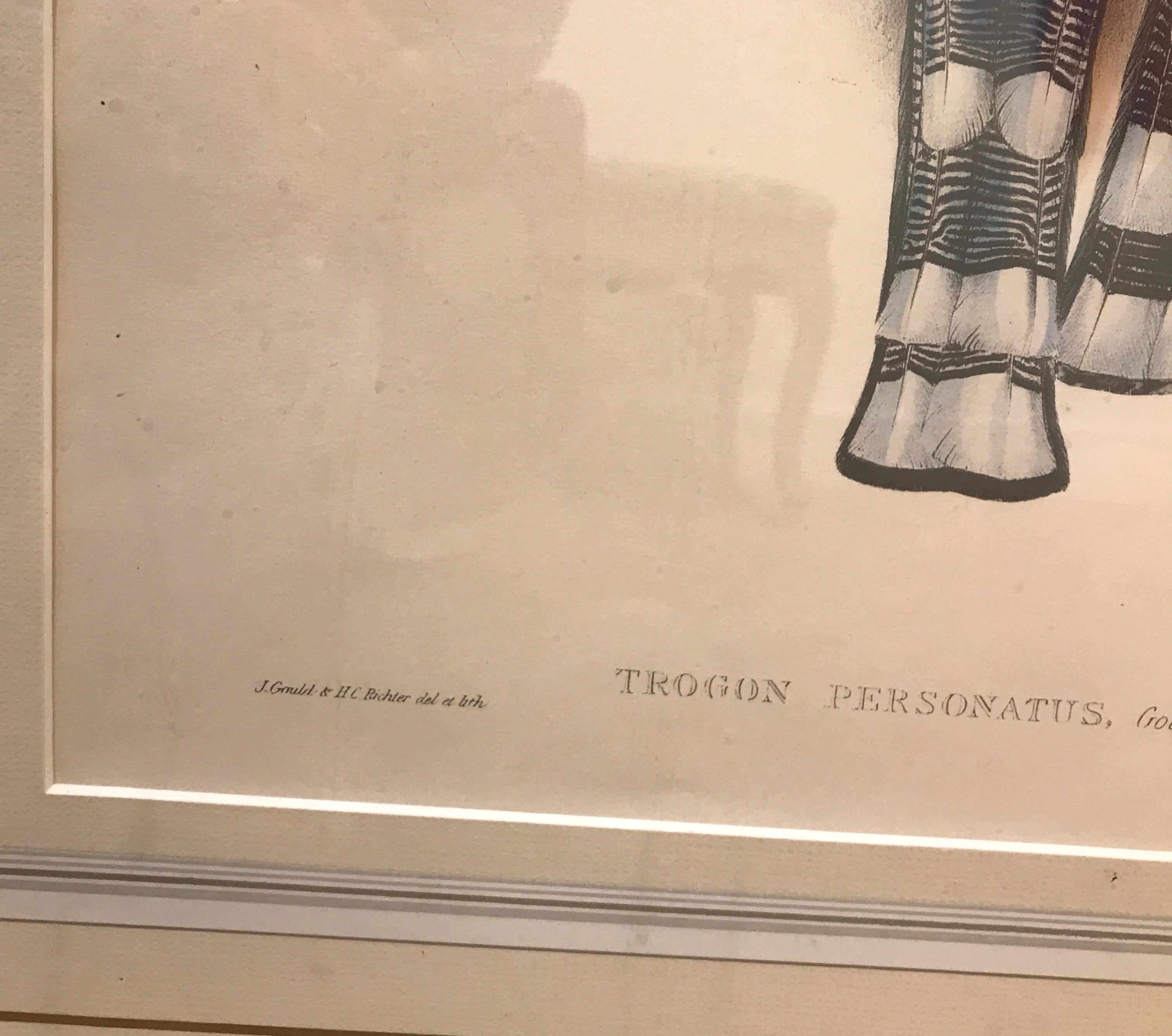 Pair of Large Antique Hand Colored Lithographs by J. Gould 2