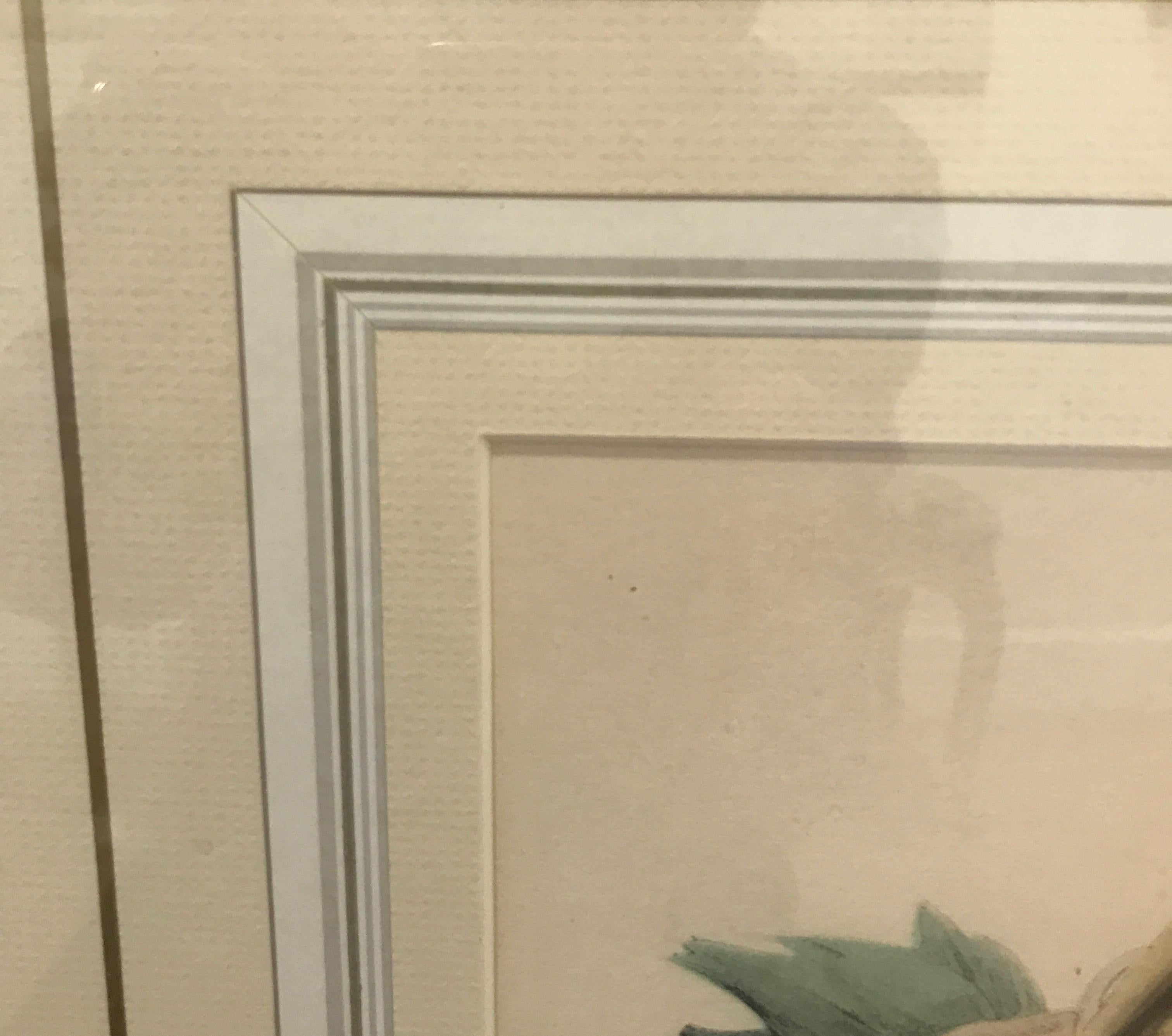 Pair of Large Antique Hand Colored Lithographs by J. Gould 3