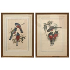 Pair of Large Antique Hand Colored Lithographs by J. Gould