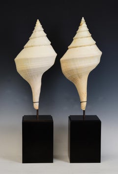Ein Paar große Muschelschalen mit Ständer