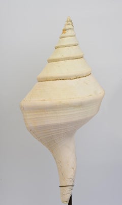 A Pair of Large Conch Shell with Stand