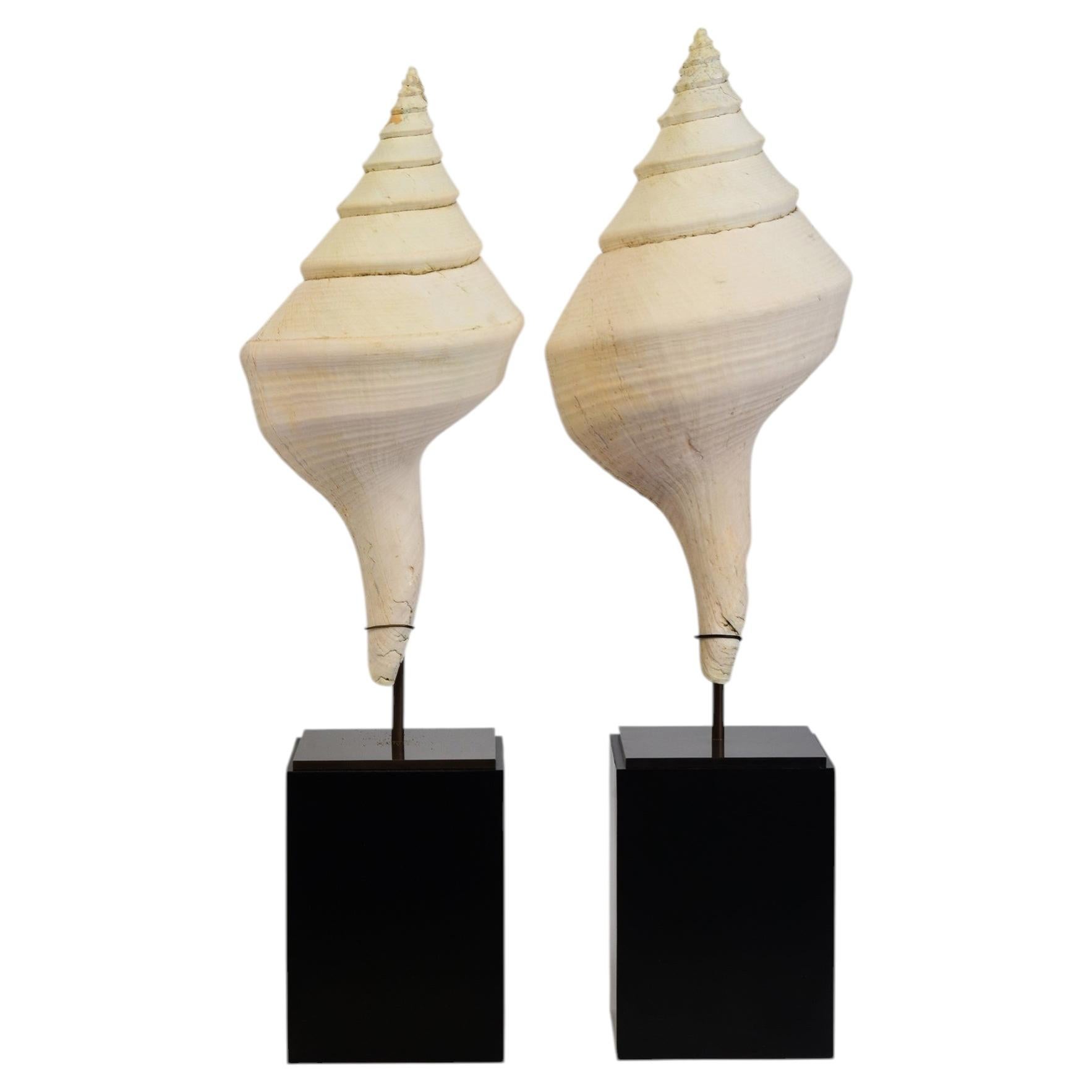 A Pair of Large Conch Shell with Stand For Sale
