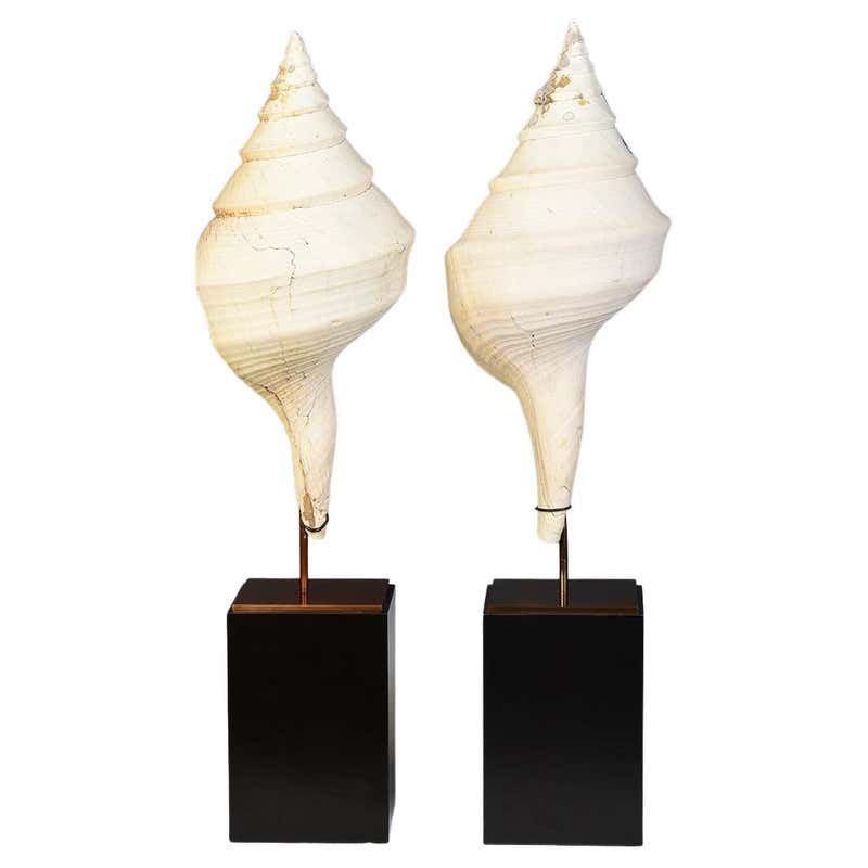 Silver Plated Horse Conch Shell at 1stDibs