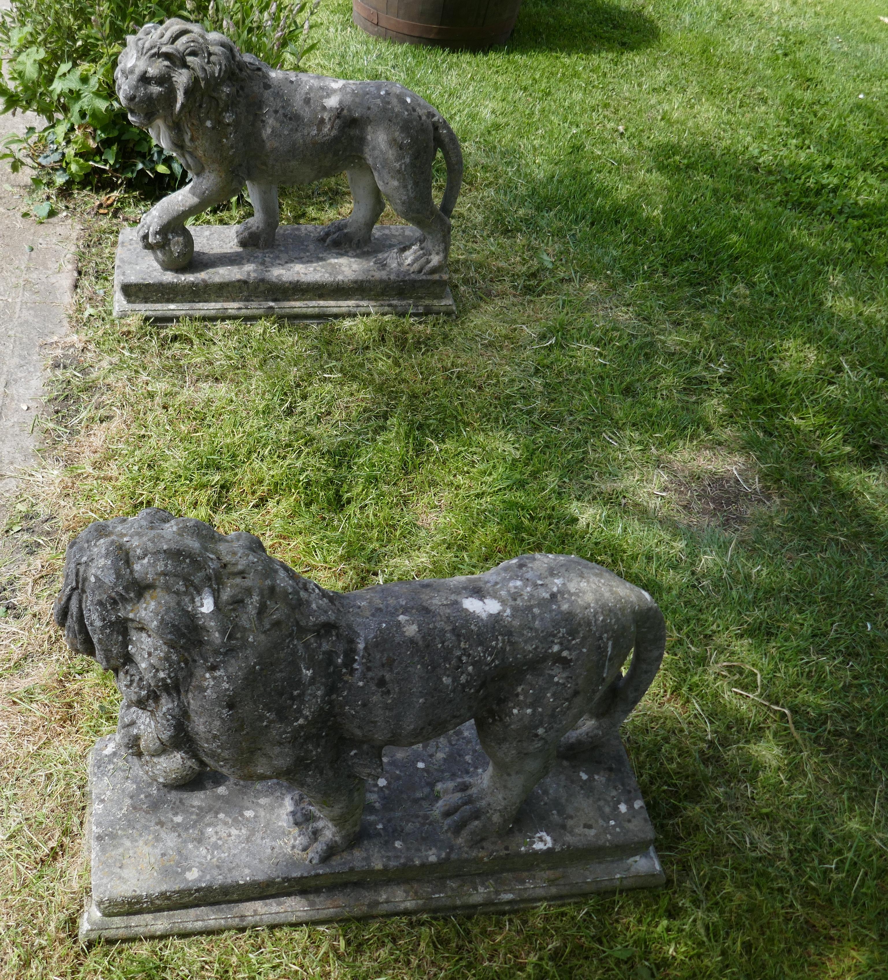 A pair of large stone garden entrance guardian lions


A pair of large sculptures of English stone standing male lions with paws on an orb

The sculptures depict standing Male Lions with an orb under one paw, the lions are looking to one side