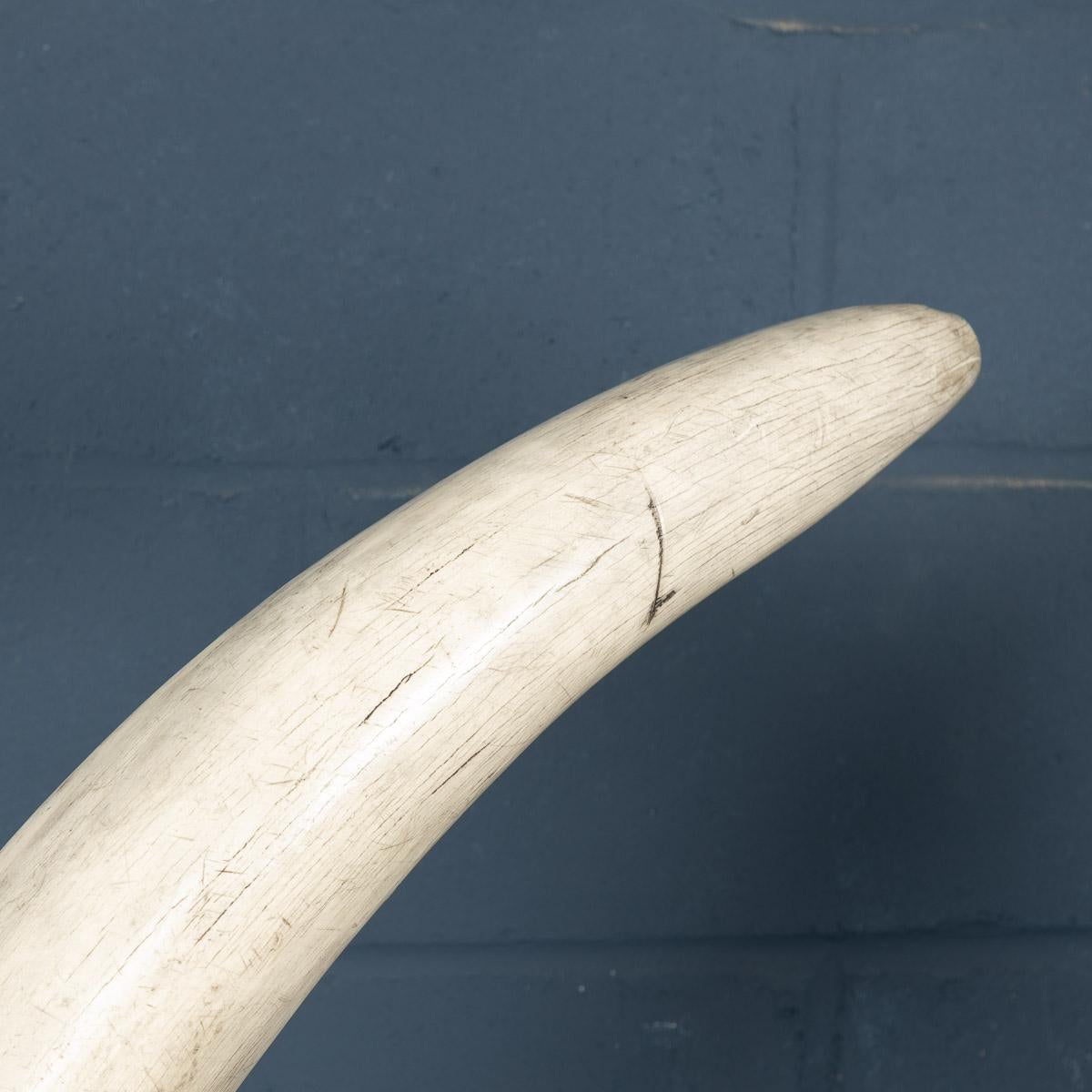 Pair of Massive 21st Century Resin Tusks by Anthony Redmile London 6