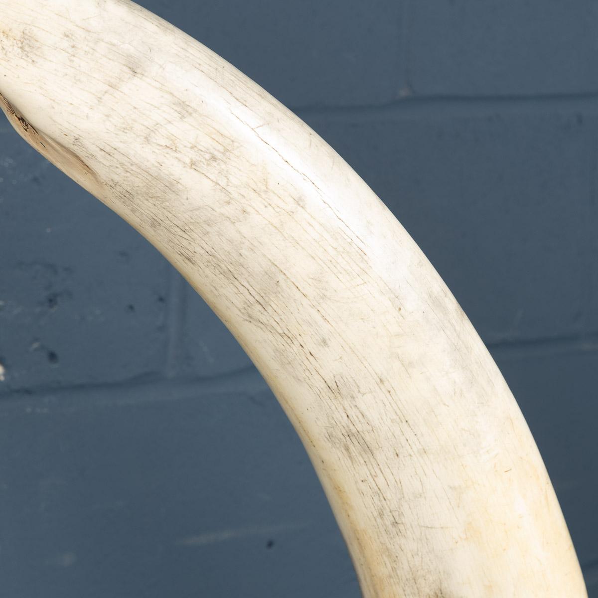 Pair of Massive 21st Century Resin Tusks by Anthony Redmile London 8