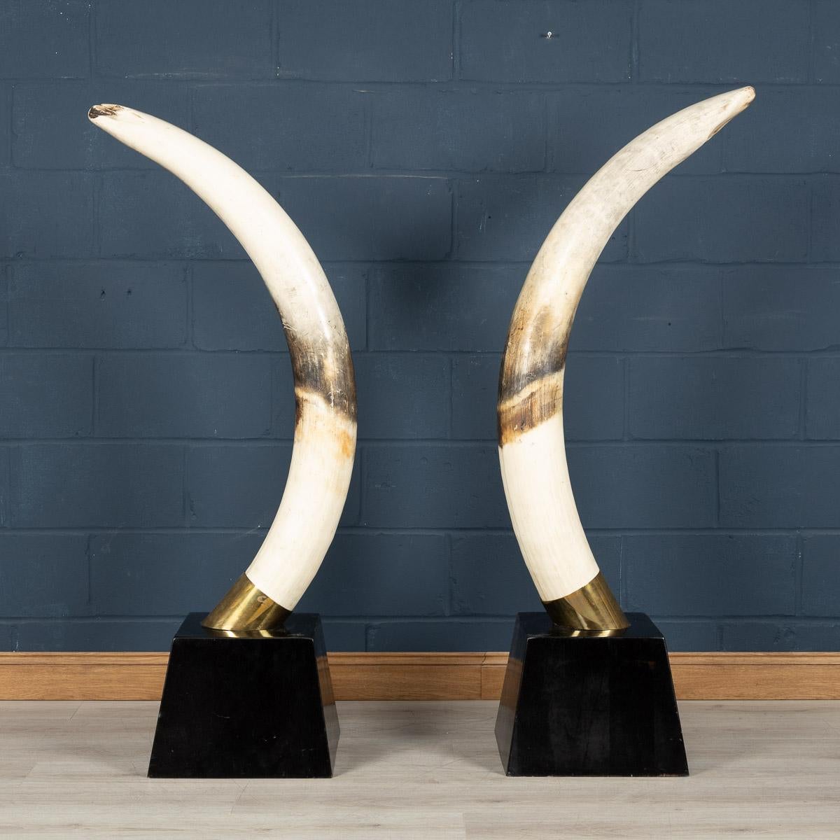 English Pair of Massive 21st Century Resin Tusks by Anthony Redmile London