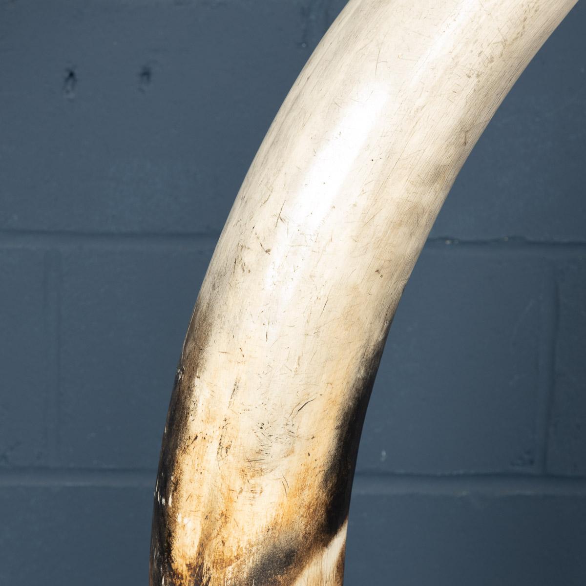 Pair of Massive 21st Century Resin Tusks by Anthony Redmile London 4