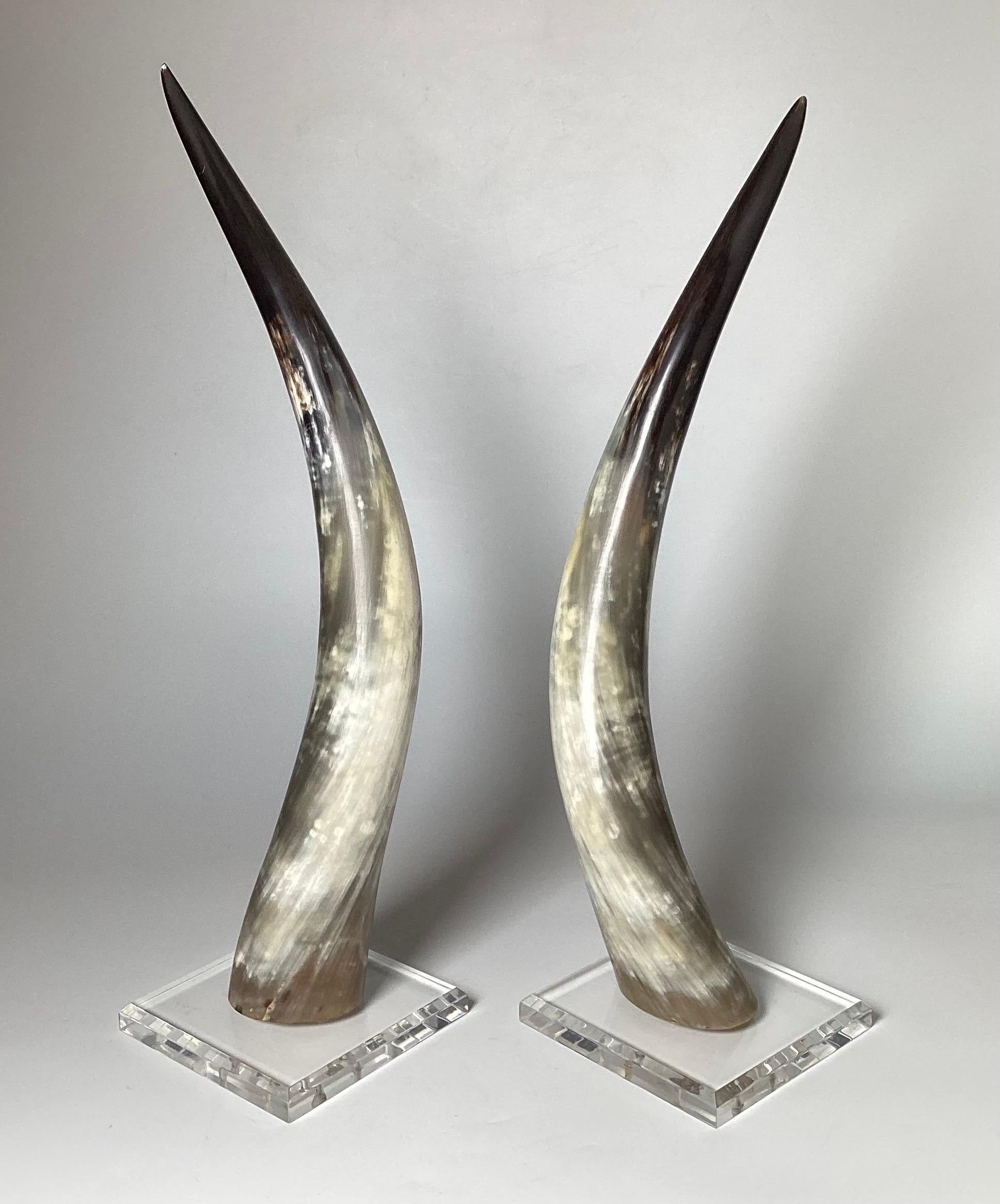 bull horns for sale