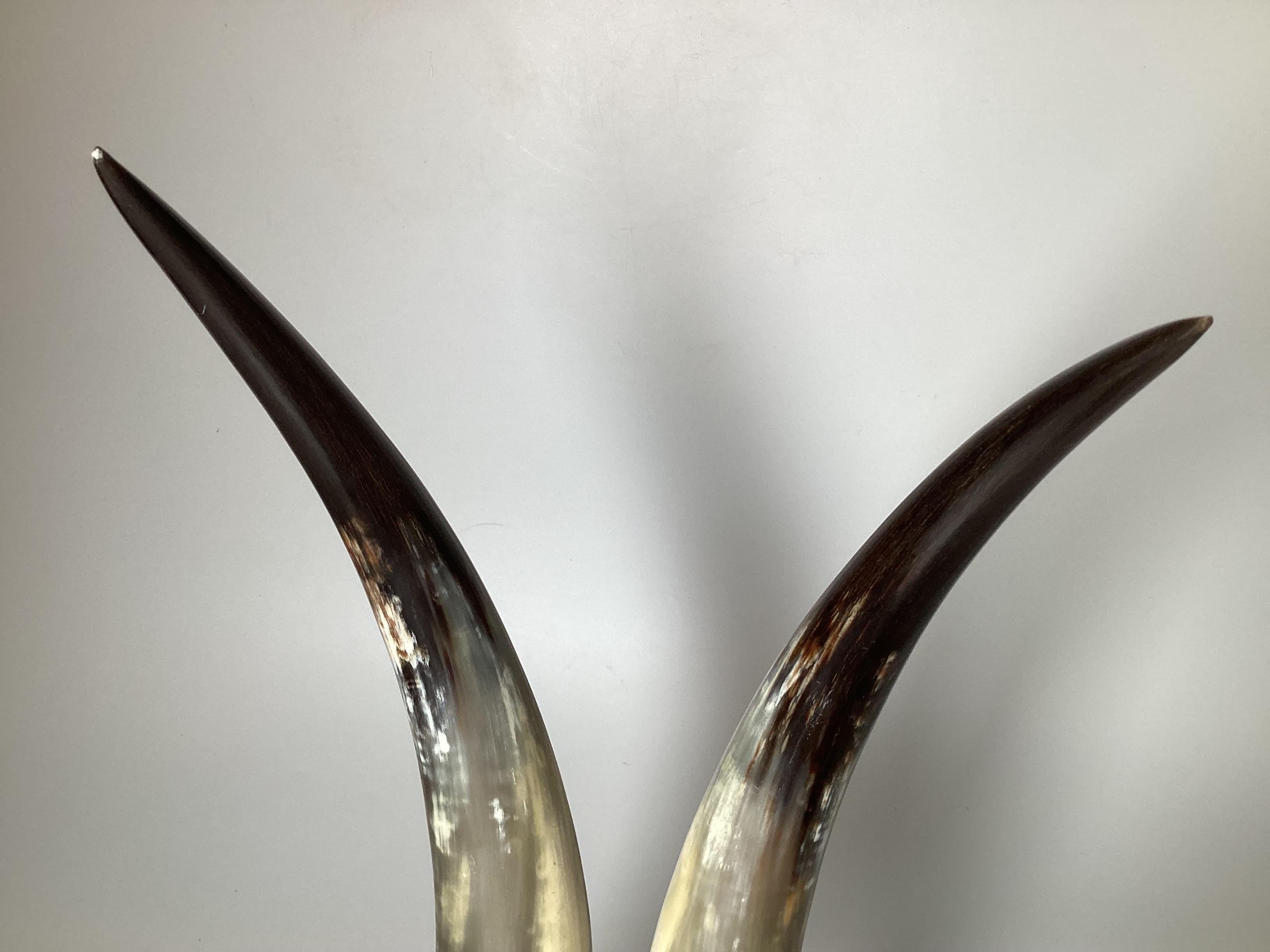 American Pair of Natural Steer Horns on Lucite Bases For Sale