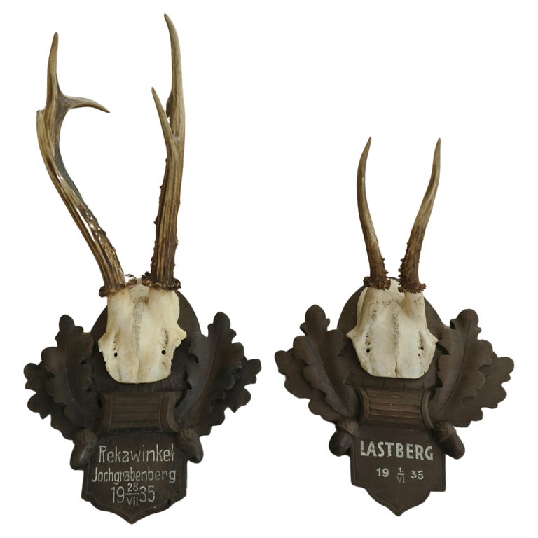 Pair of Original Blackforest Trophies / Taxidermy For Sale at 1stDibs