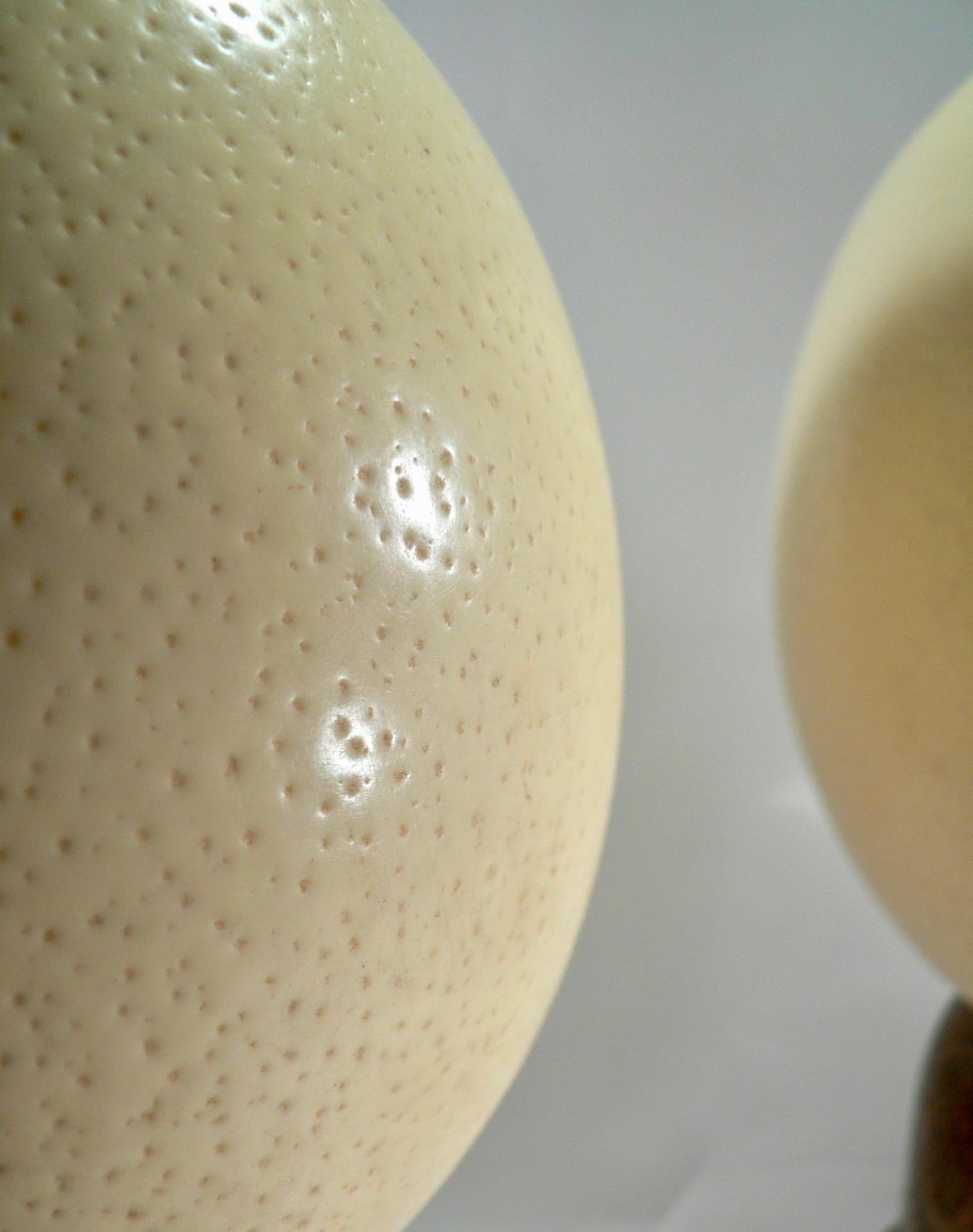 A pair of emptied ostrich eggs with their turned solid oak bases, dating back to the 19th century and originating from a cabinet of curiosities,

Ostrich eggs are particularly impressive due to their imposing size and unique texture. Their