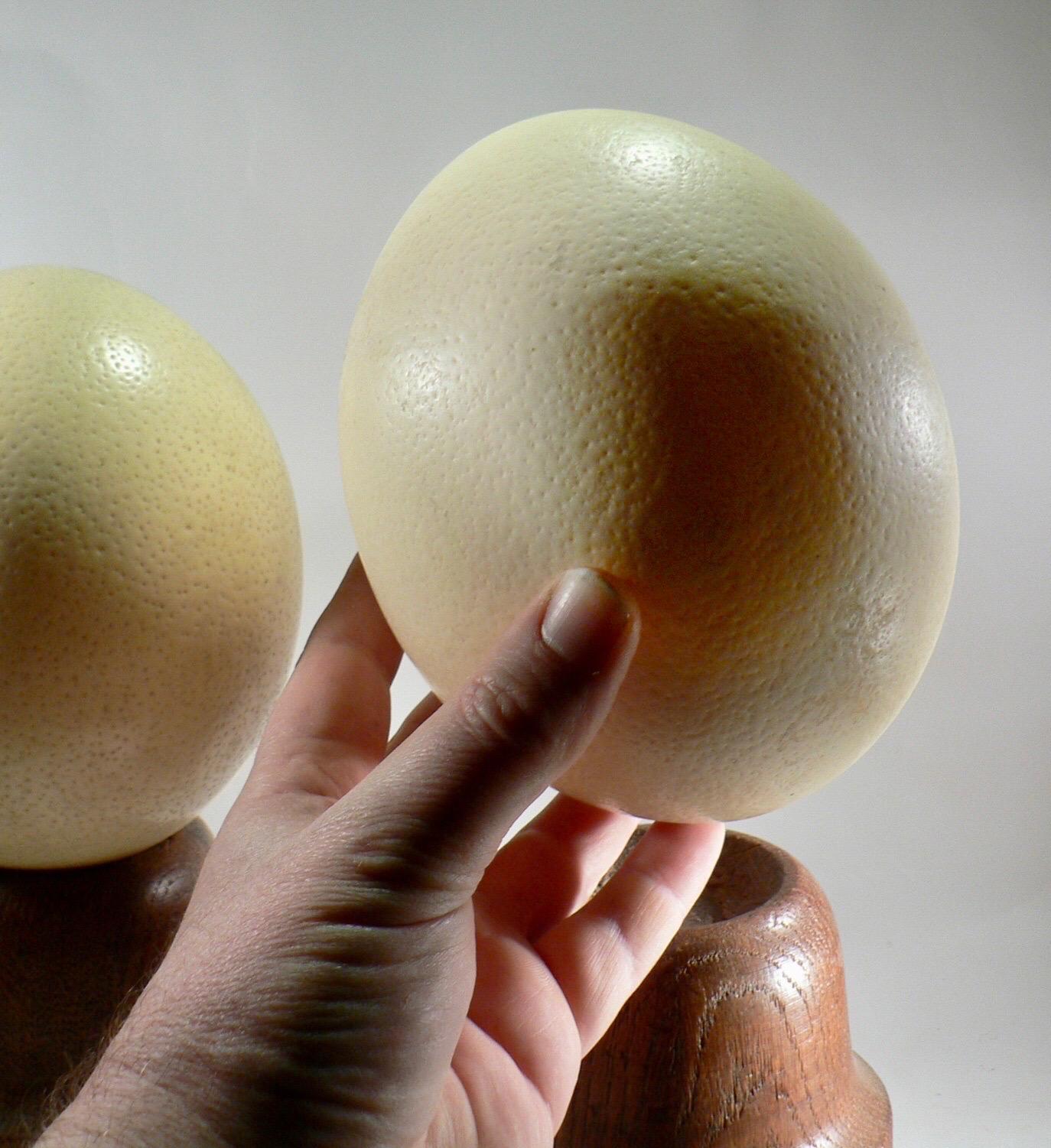 A pair of ostrich eggs with their turned solid oak bases, France XIXth century In Good Condition For Sale In SOTTEVILLE-LÈS-ROUEN, FR