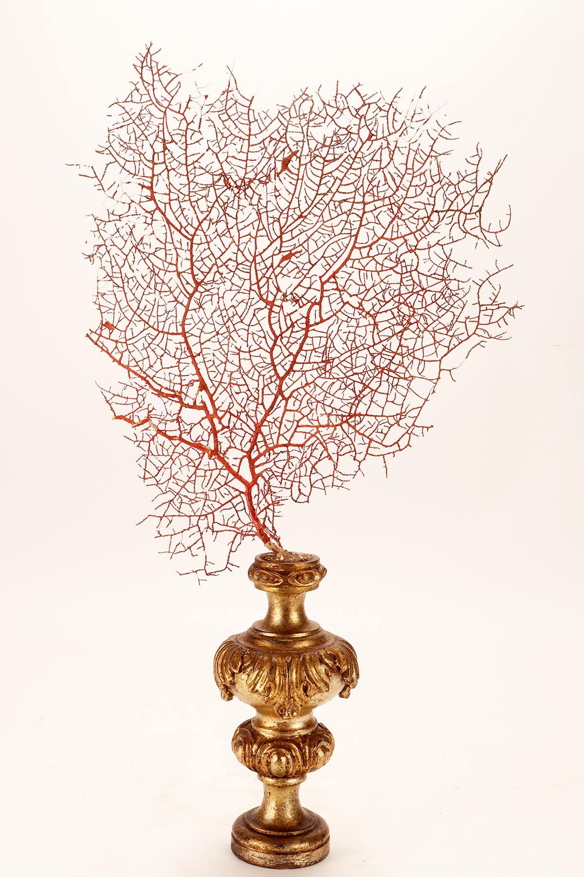 Paire de branches Gorgoniennes rouges, Italie 1870 en vente 4