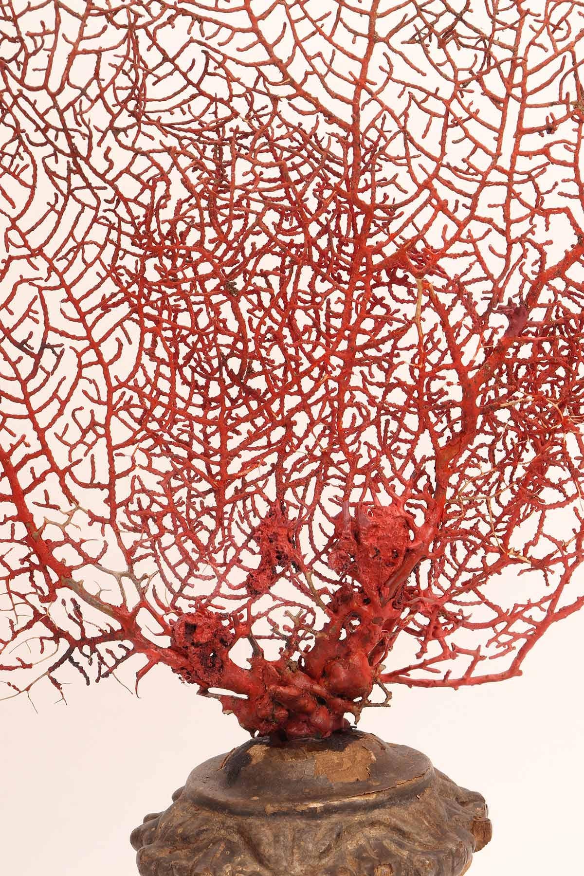 Pair of Red Gorgonian Branches, Italy, 1870 For Sale 5