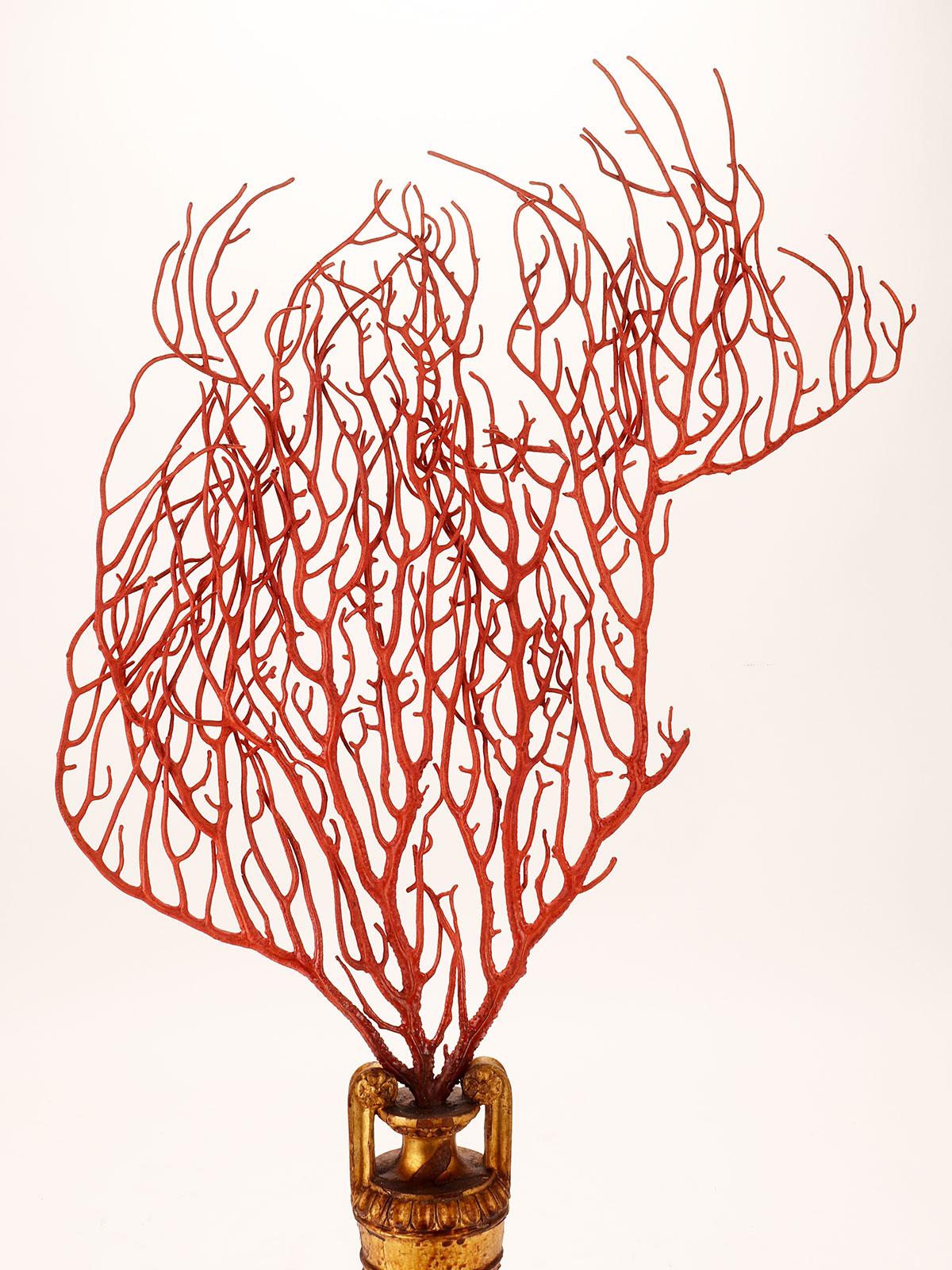 Pair of Red Gorgonian Branches, Italy, 1870 5