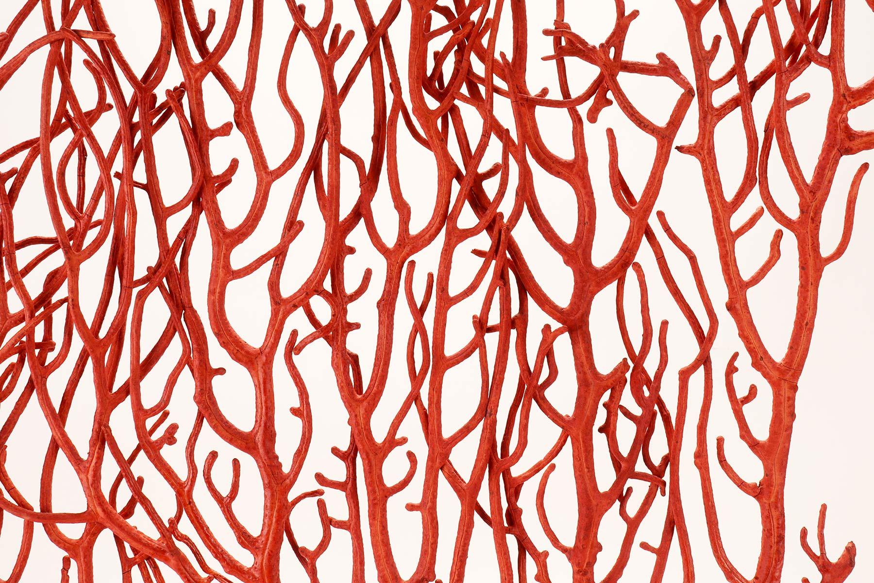 Pair of Red Gorgonian Branches, Italy, 1870 6