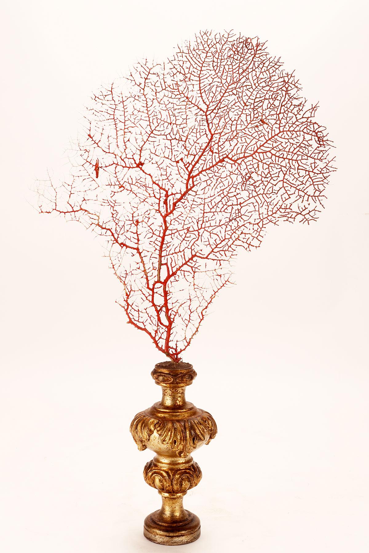 Une paire de branches de gorgones rouges en forme d'éventail de Wunderkammer. Les bases sont en bois sculpté et doré. Italie, vers 1870.