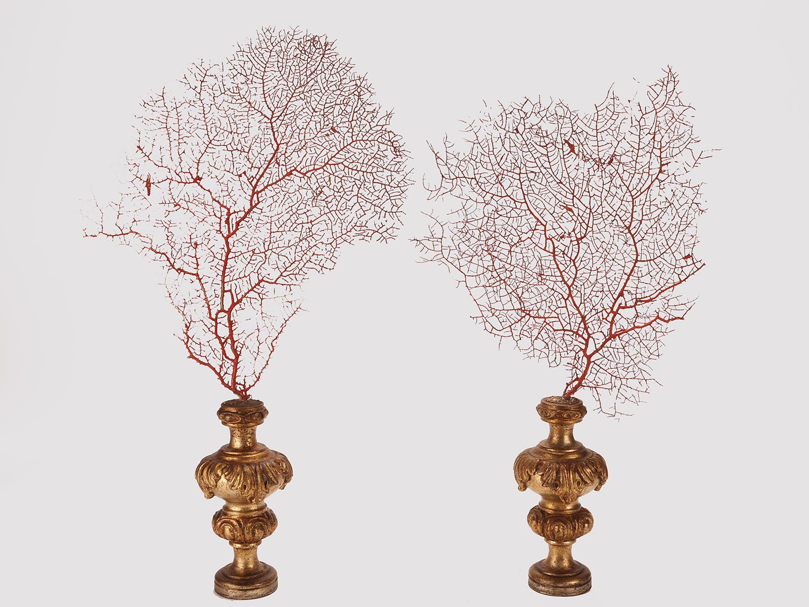 A pair of fan-shaped red Gorgonian branches from Wunderkammer. The bases are in carved and gilded wood. Italy, circa 1870.