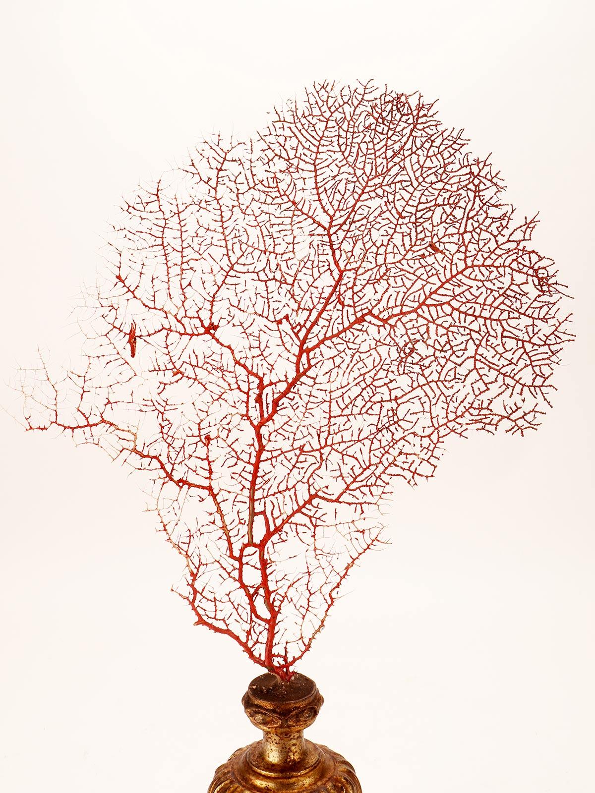 Pair of Red Gorgonian Branches, Italy 1870 In Good Condition For Sale In Milan, IT
