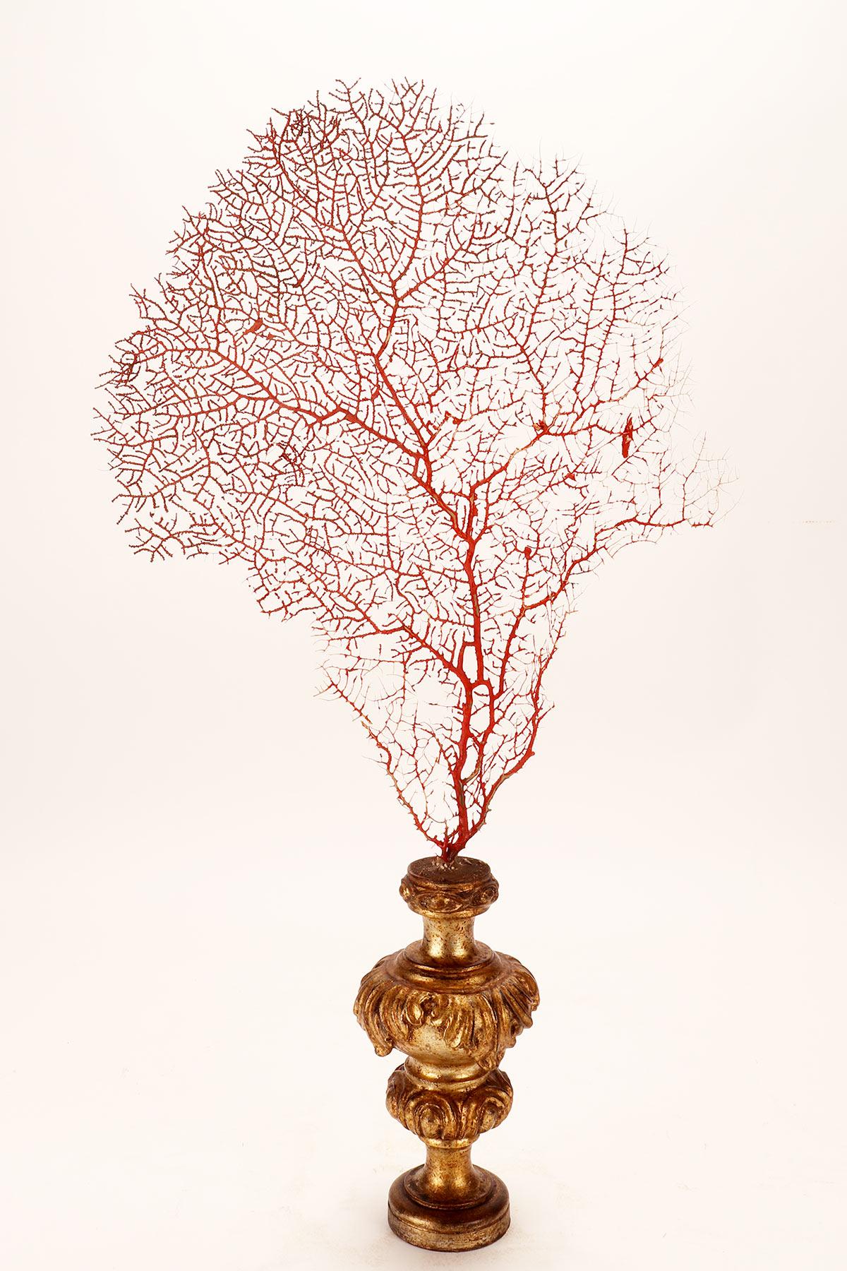 19th Century Pair of Red Gorgonian Branches, Italy 1870 For Sale