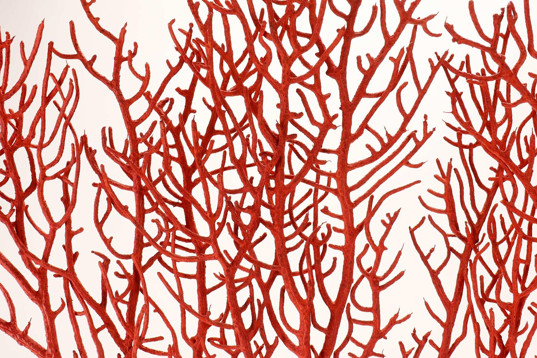 Coral Pair of Red Gorgonian Branches, Italy, 1870
